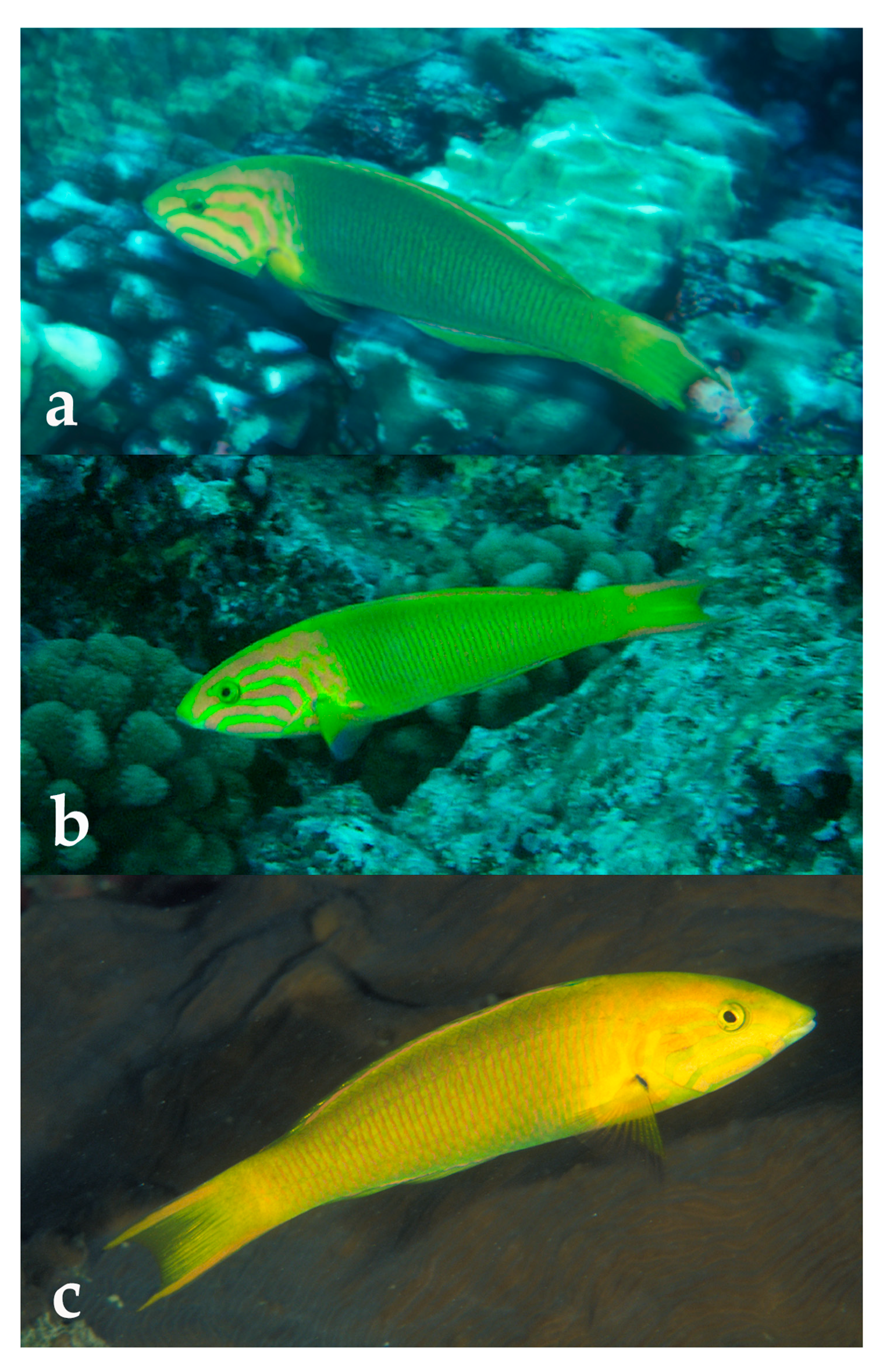 Diversity 12 00083 g002