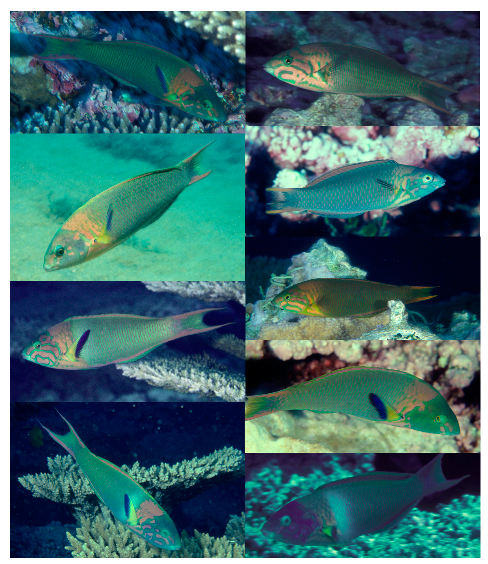 Diversity 12 00083 g003