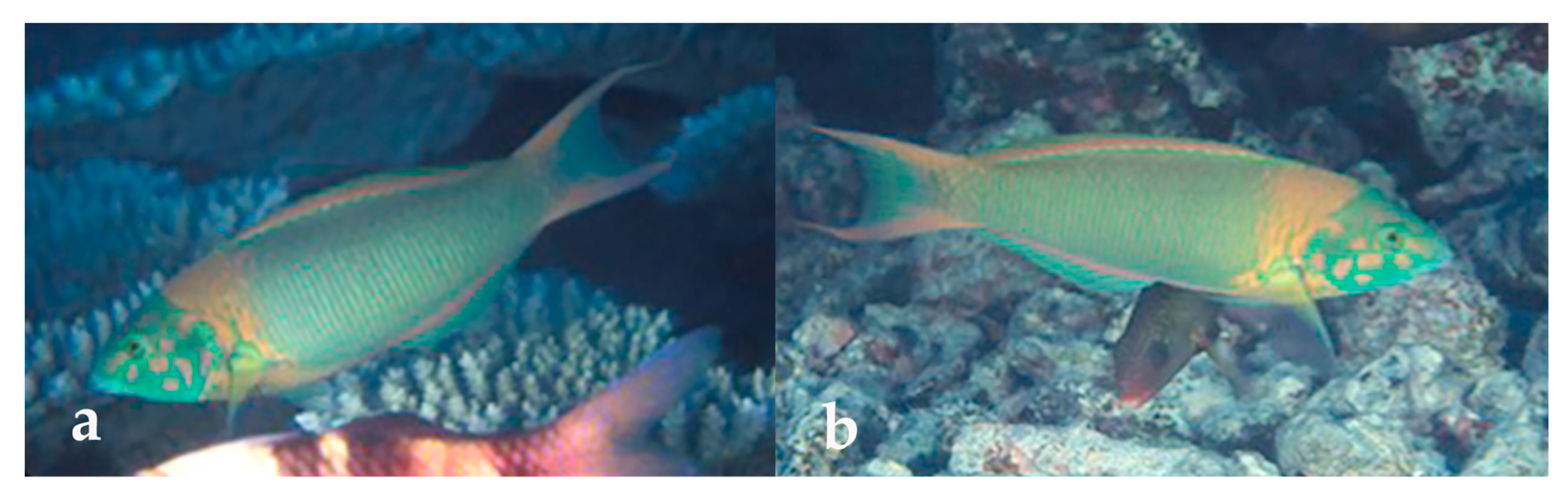 Diversity 12 00083 g004