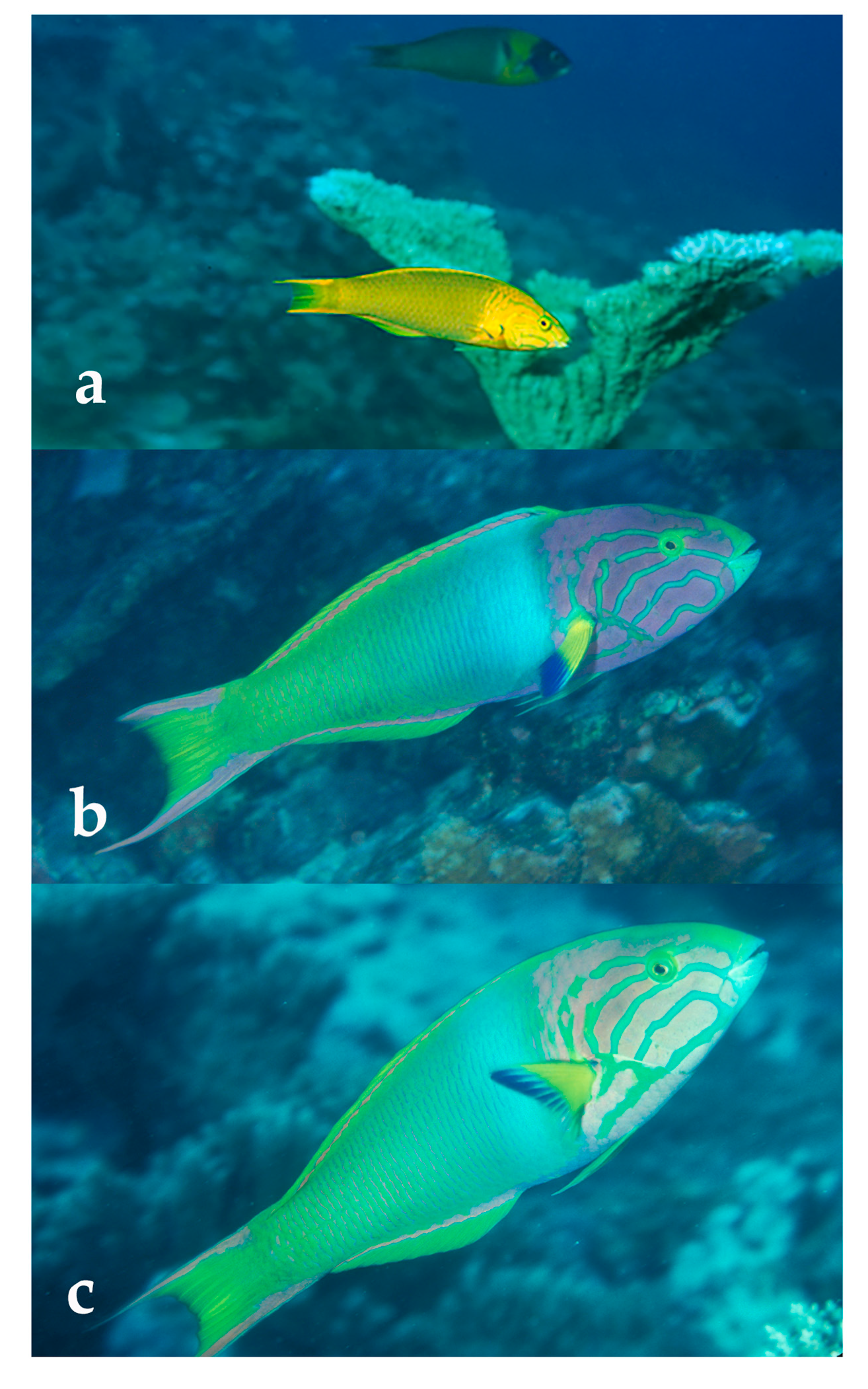 Diversity 12 00083 g005