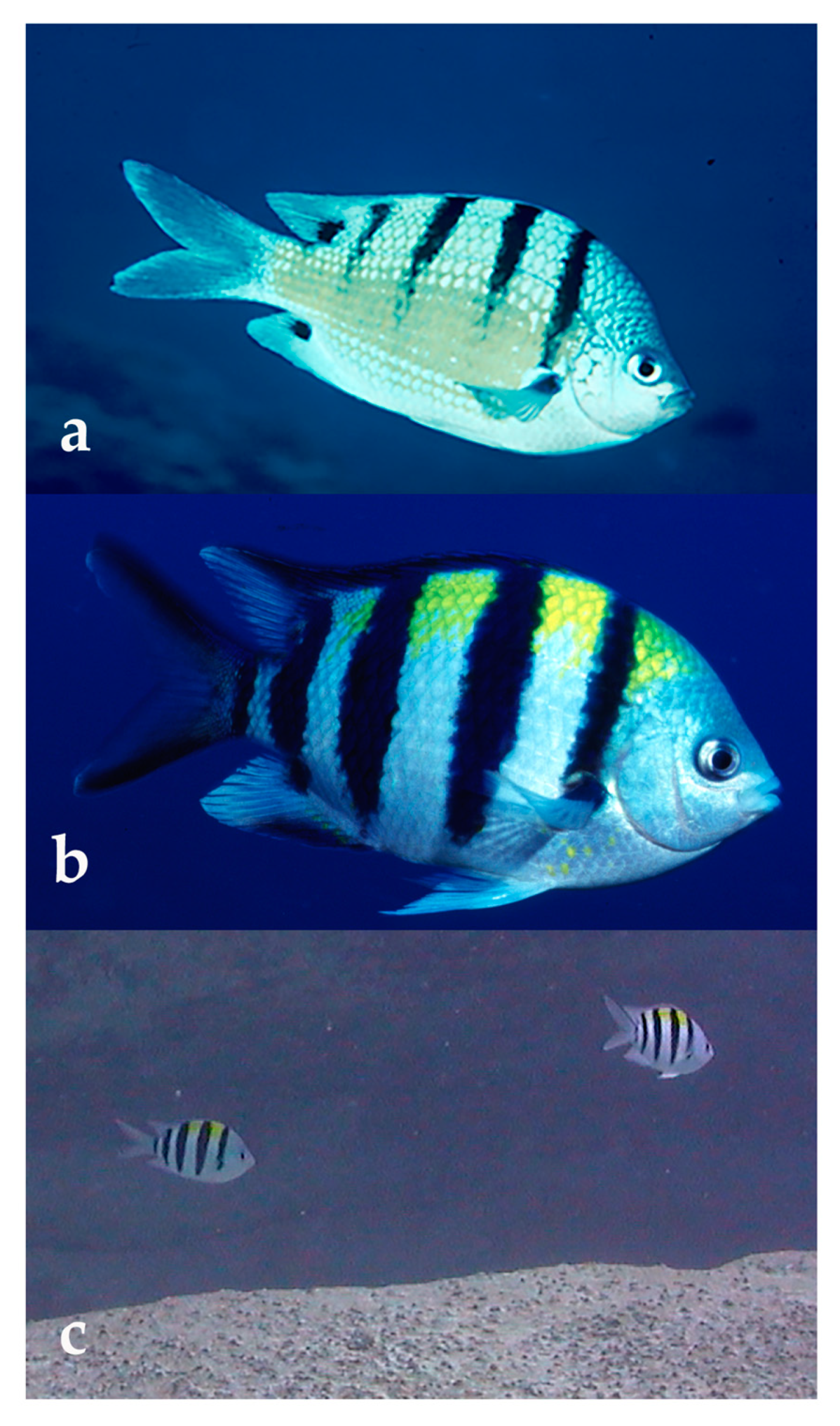 Diversity 12 00083 g007