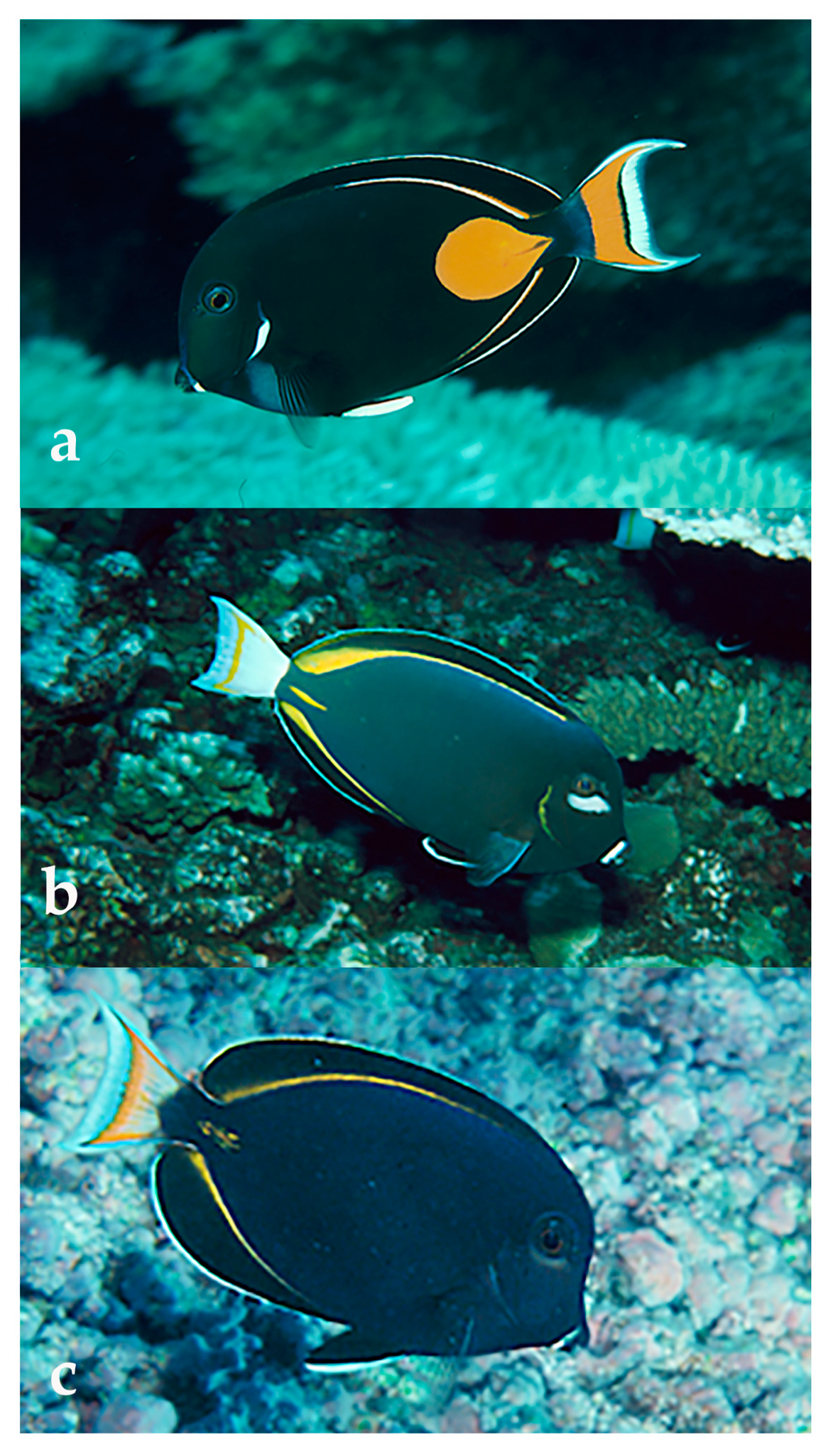 Diversity 12 00083 g009