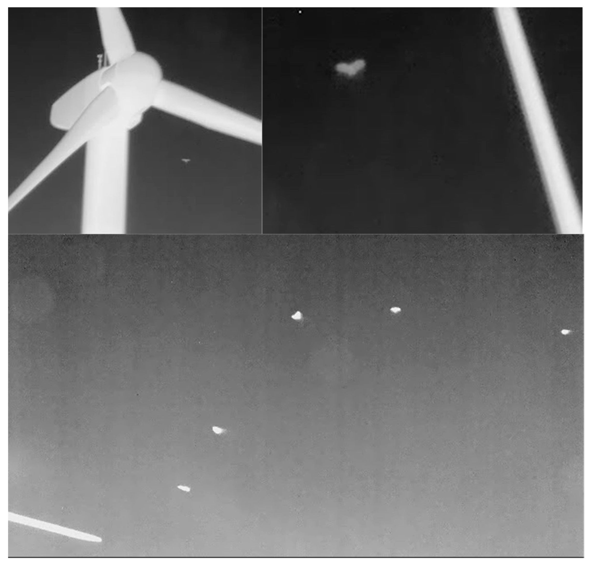 Diversity 12 00084 g003