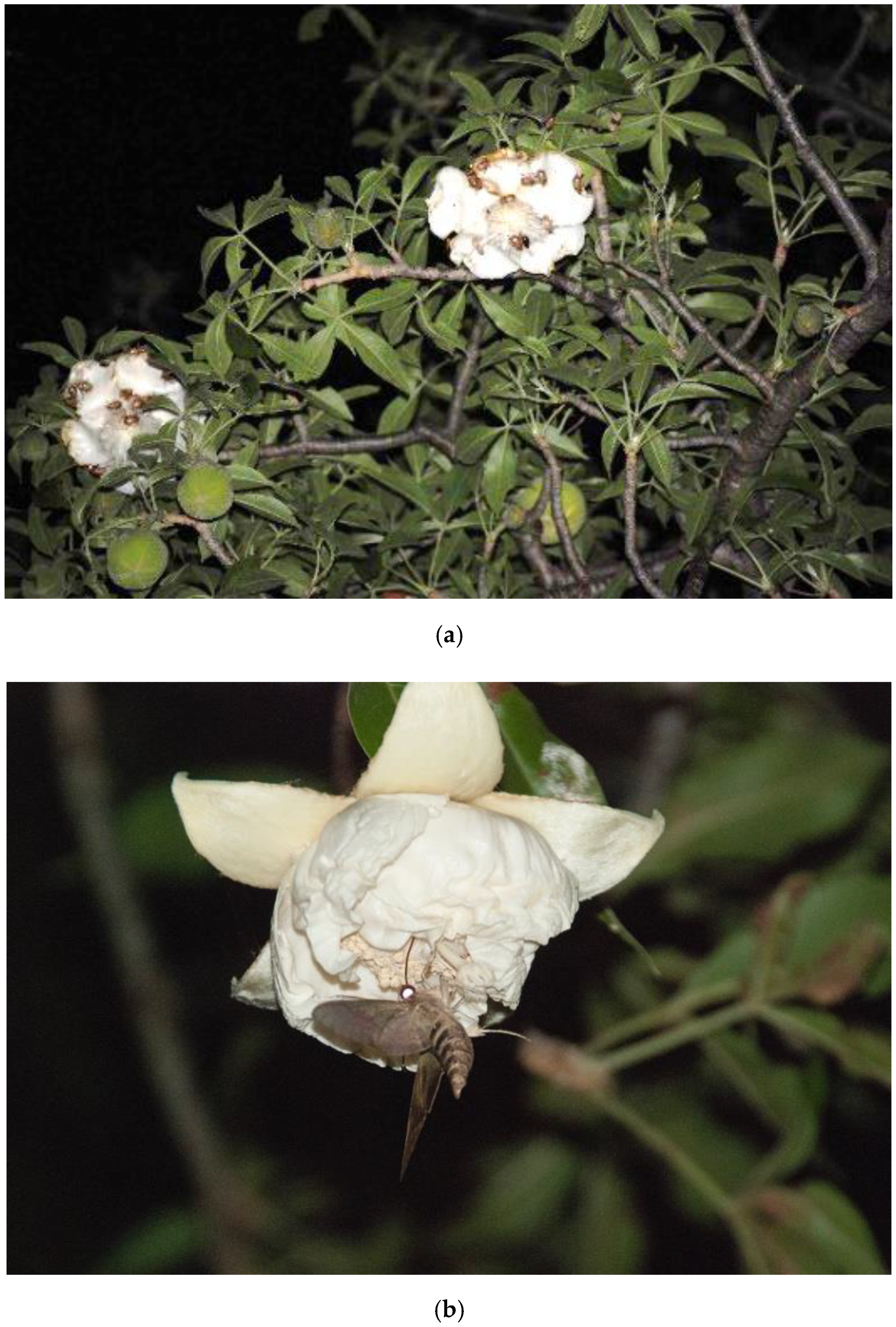 Diversity 12 00106 g002a Diversity 12 00106 g002a