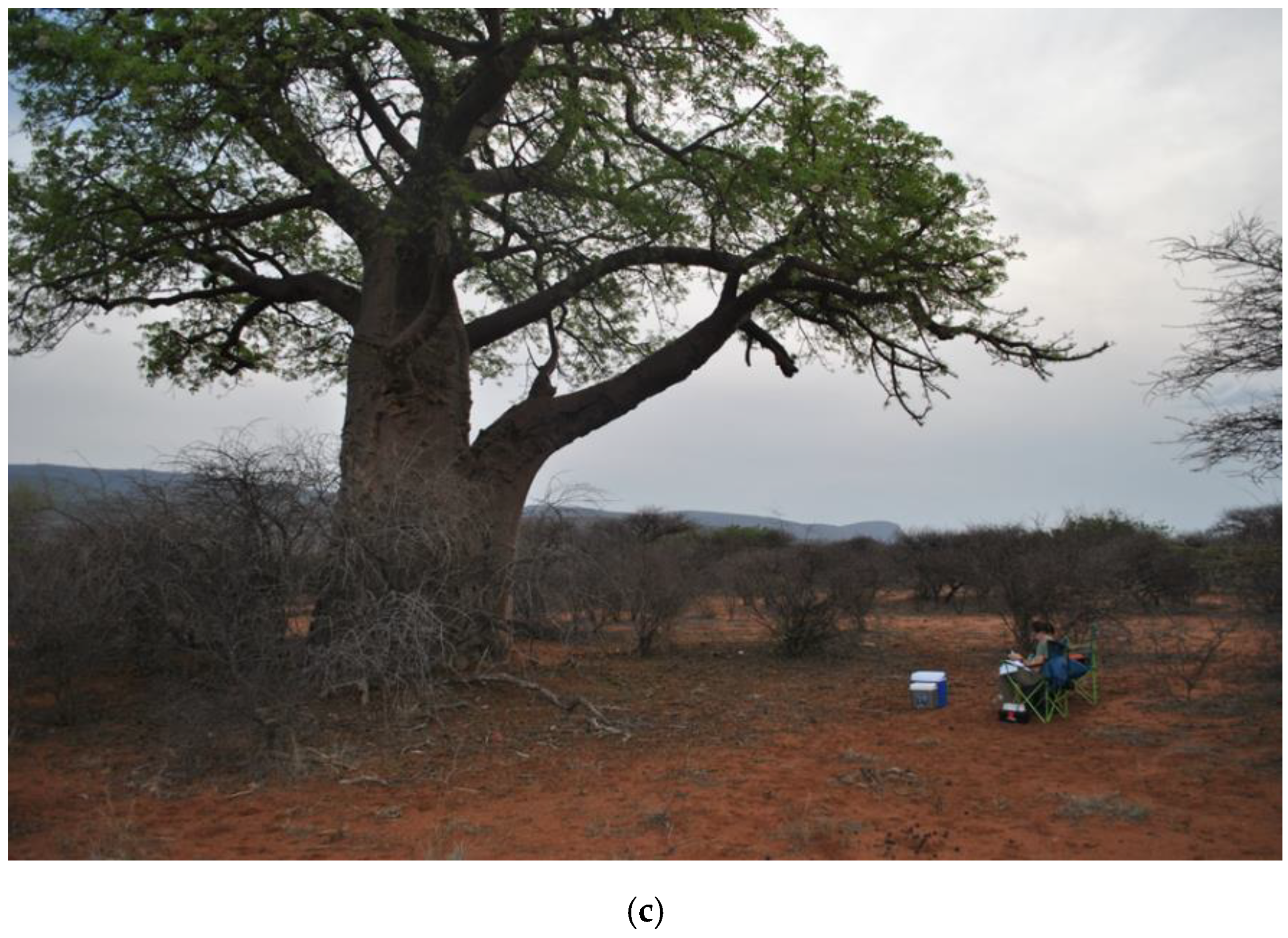 Diversity 12 00106 g002b Diversity 12 00106 g002b