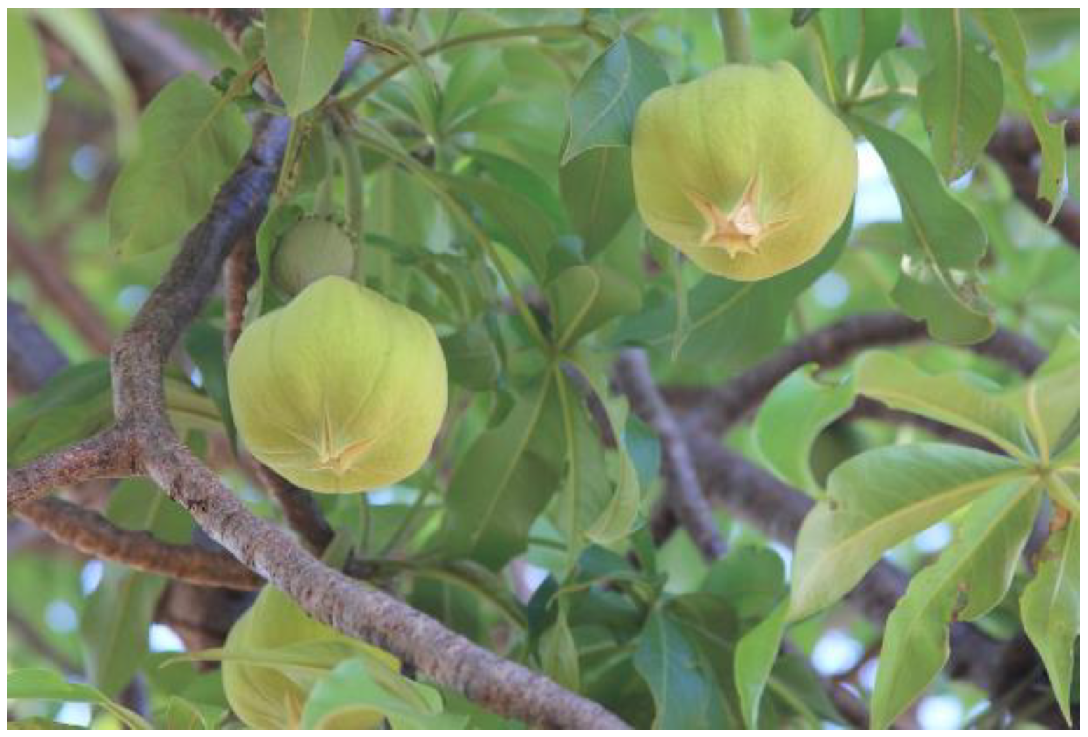 Diversity 12 00106 g0a1 Diversity 12 00106 g0a1