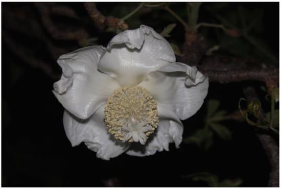 Diversity 12 00106 g0a2