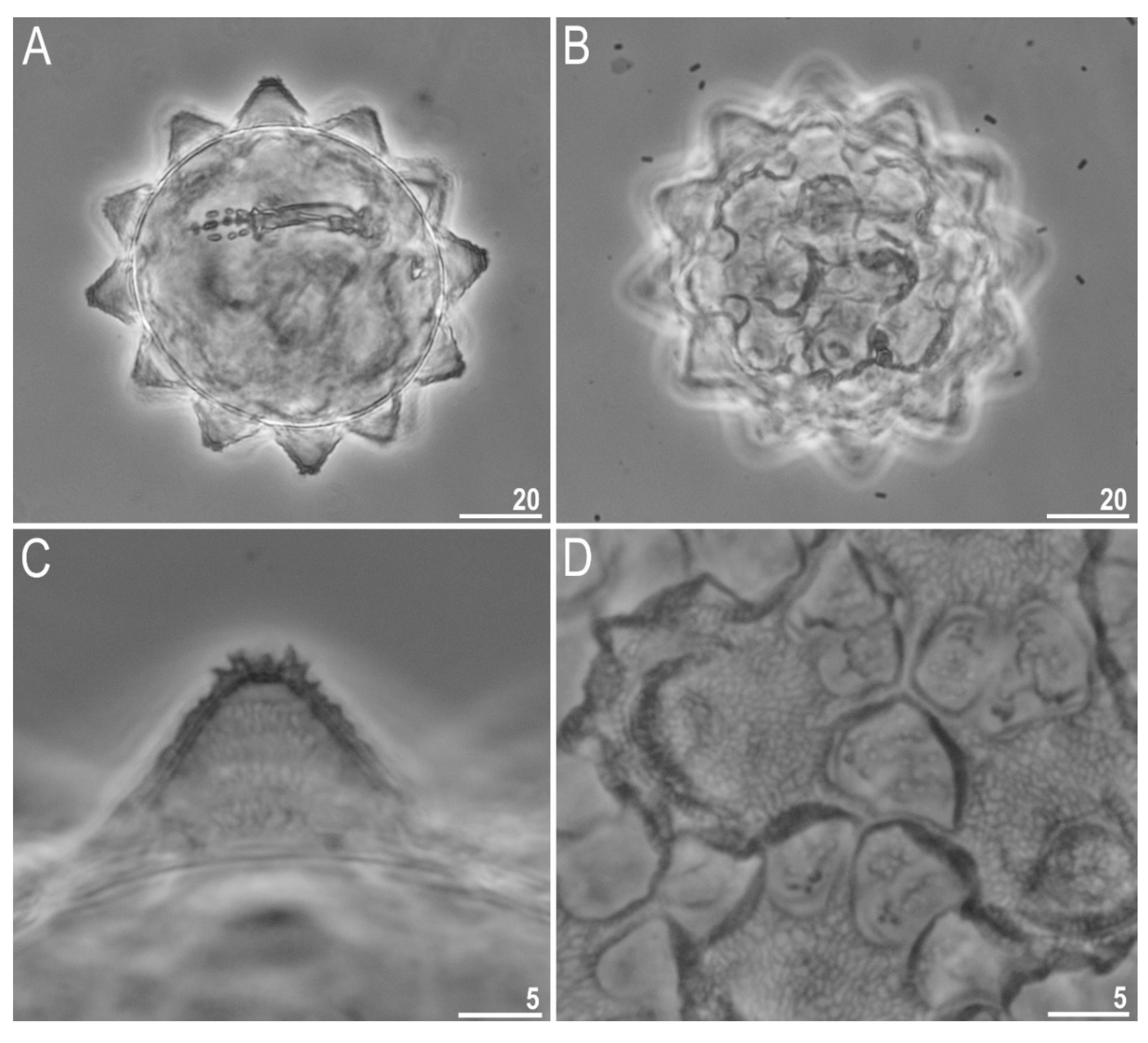 Diversity 12 00108 g003 Diversity 12 00108 g003