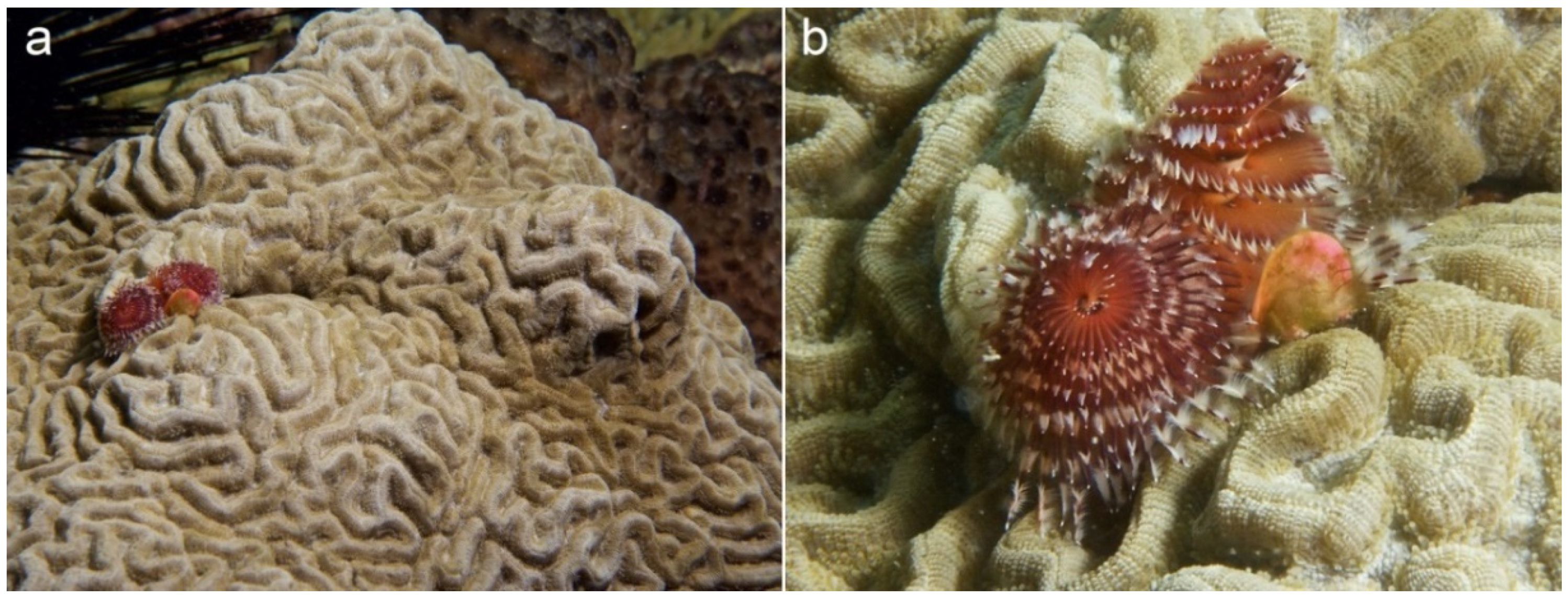 Diversity 12 00115 g001