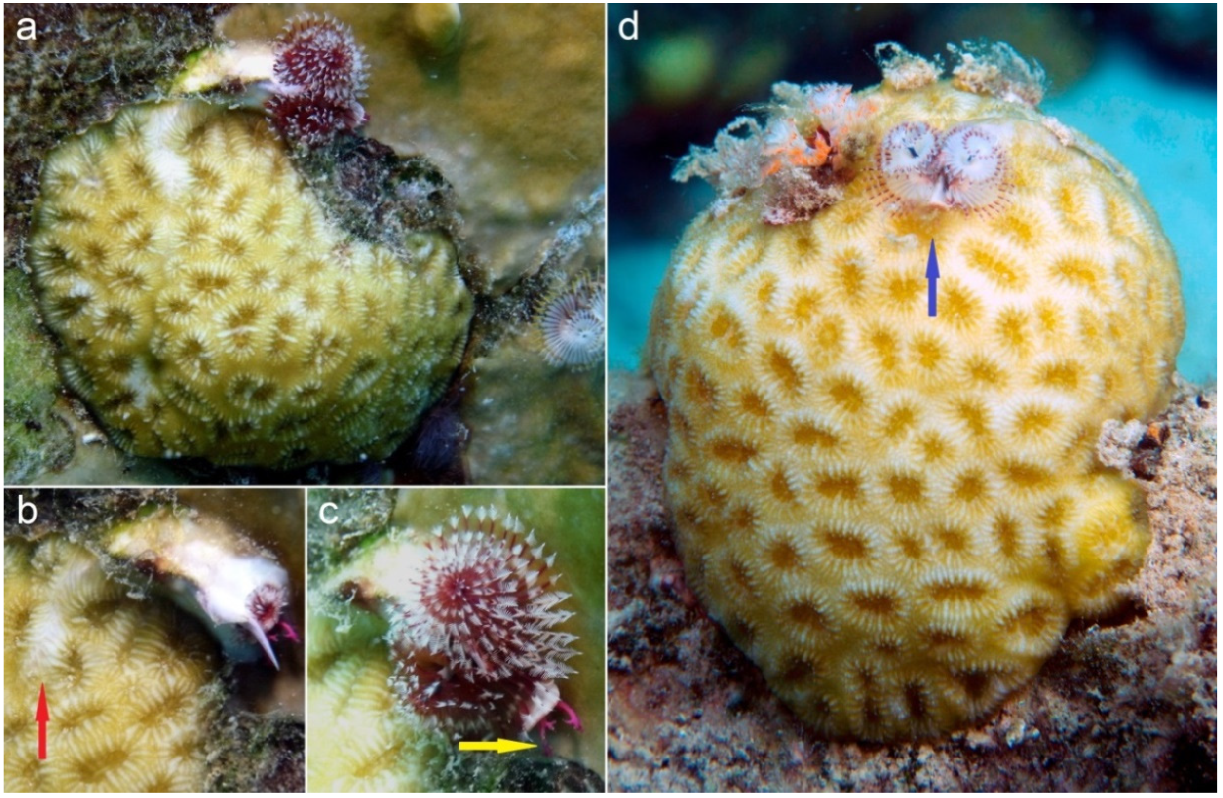 Diversity 12 00115 g002