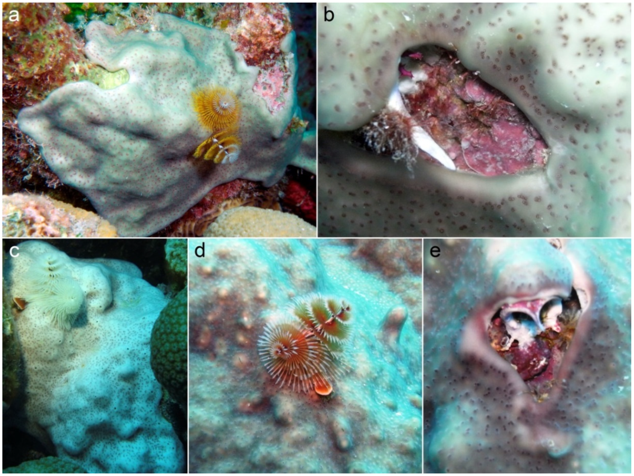 Diversity 12 00115 g004