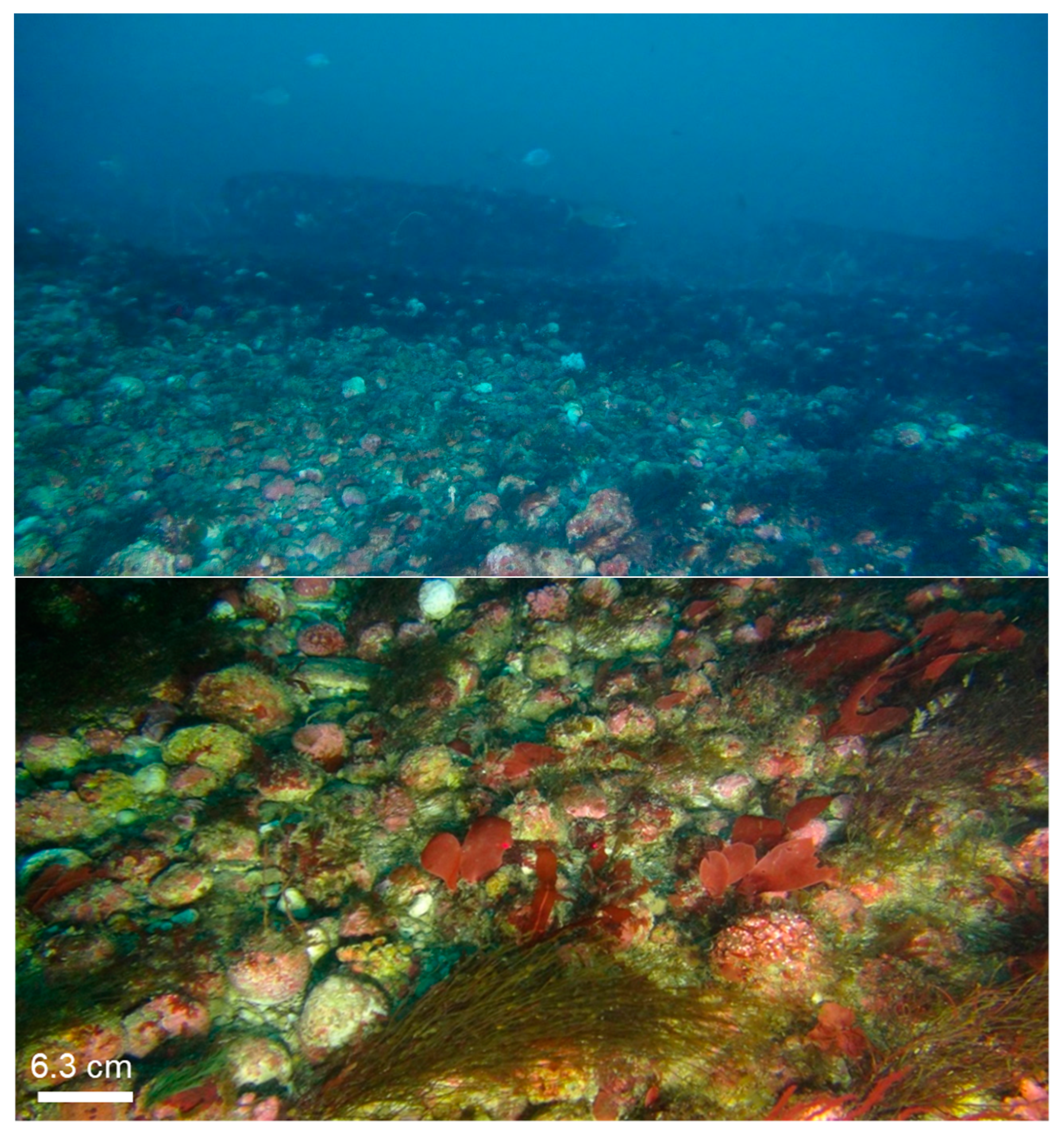 Diversity 12 00125 g002