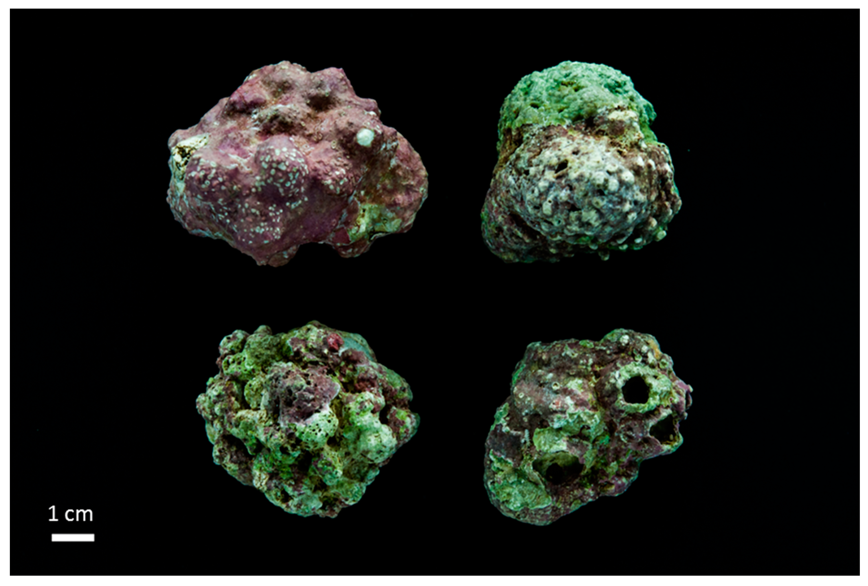 Diversity 12 00125 g004