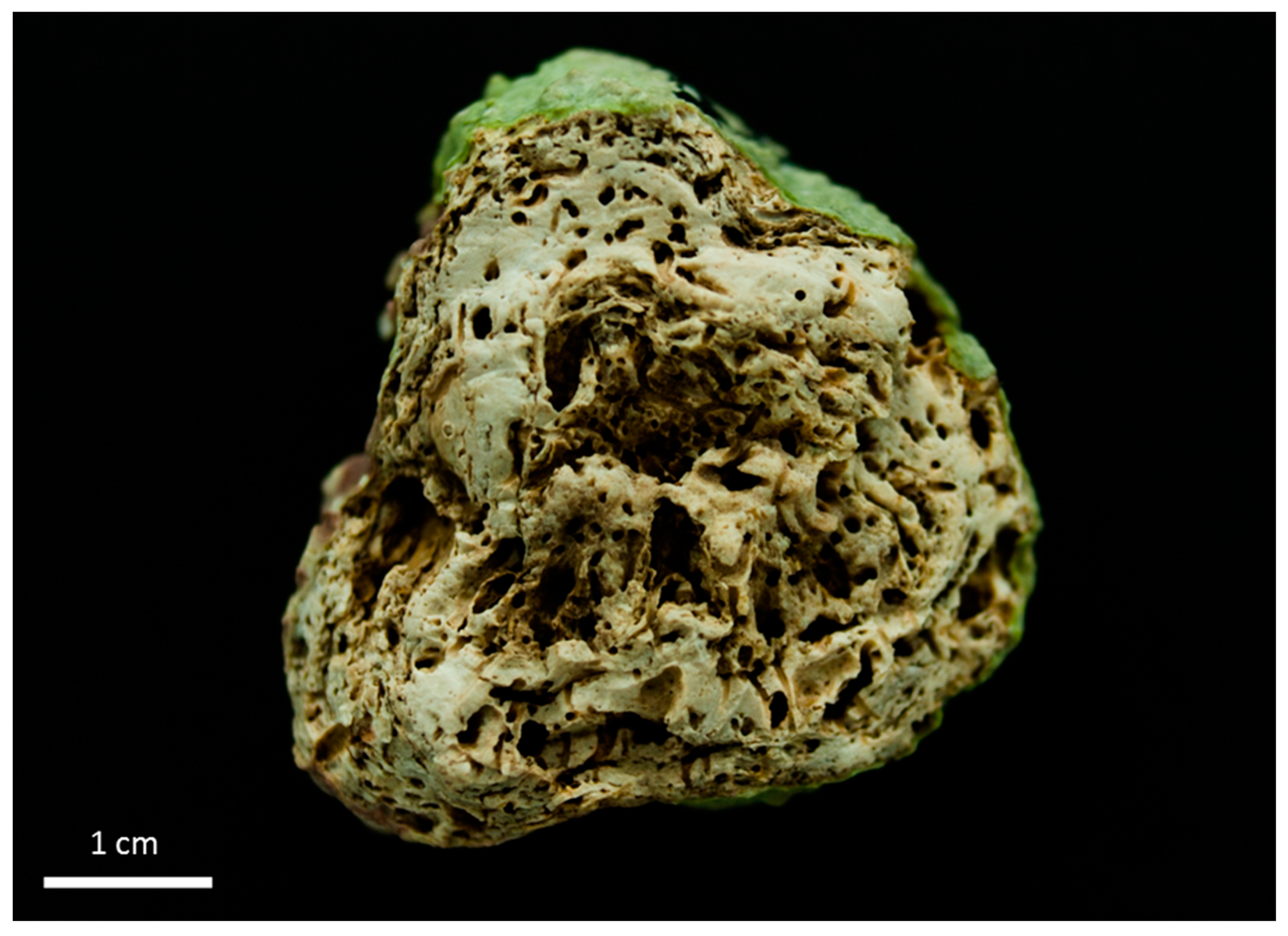 Diversity 12 00125 g005