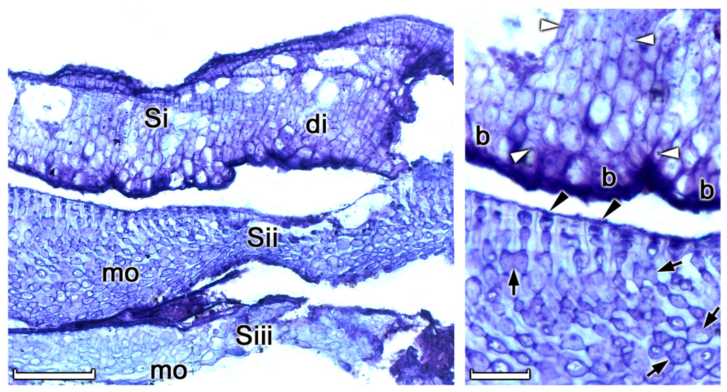 Diversity 12 00125 g007