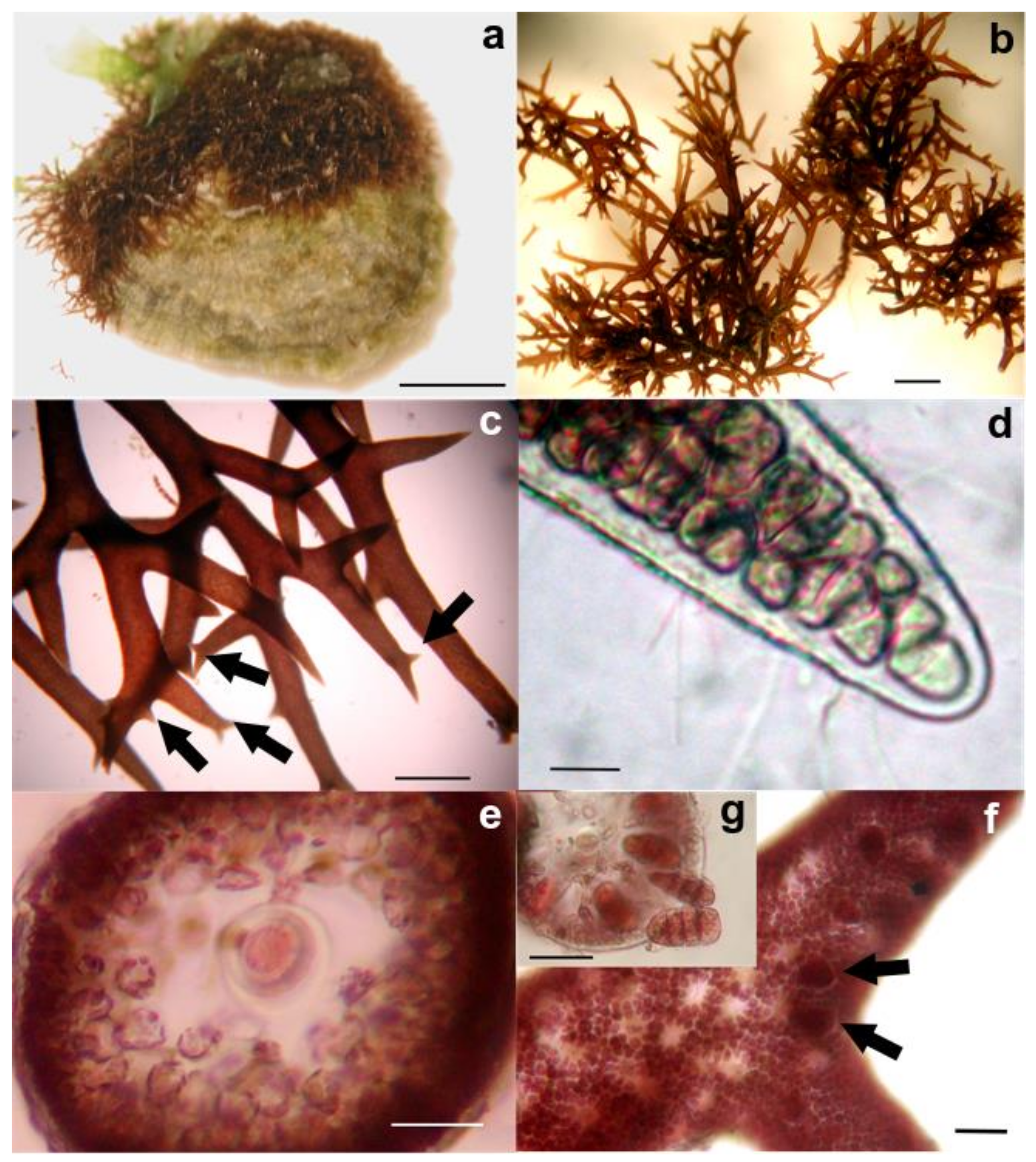 Diversity 12 00129 g004