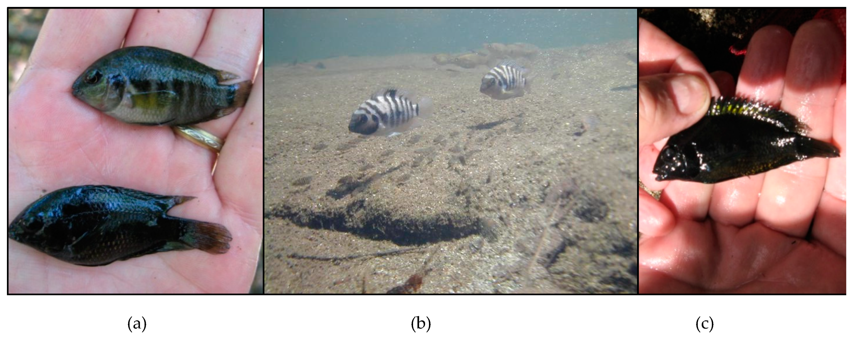 Diversity 12 00136 g005