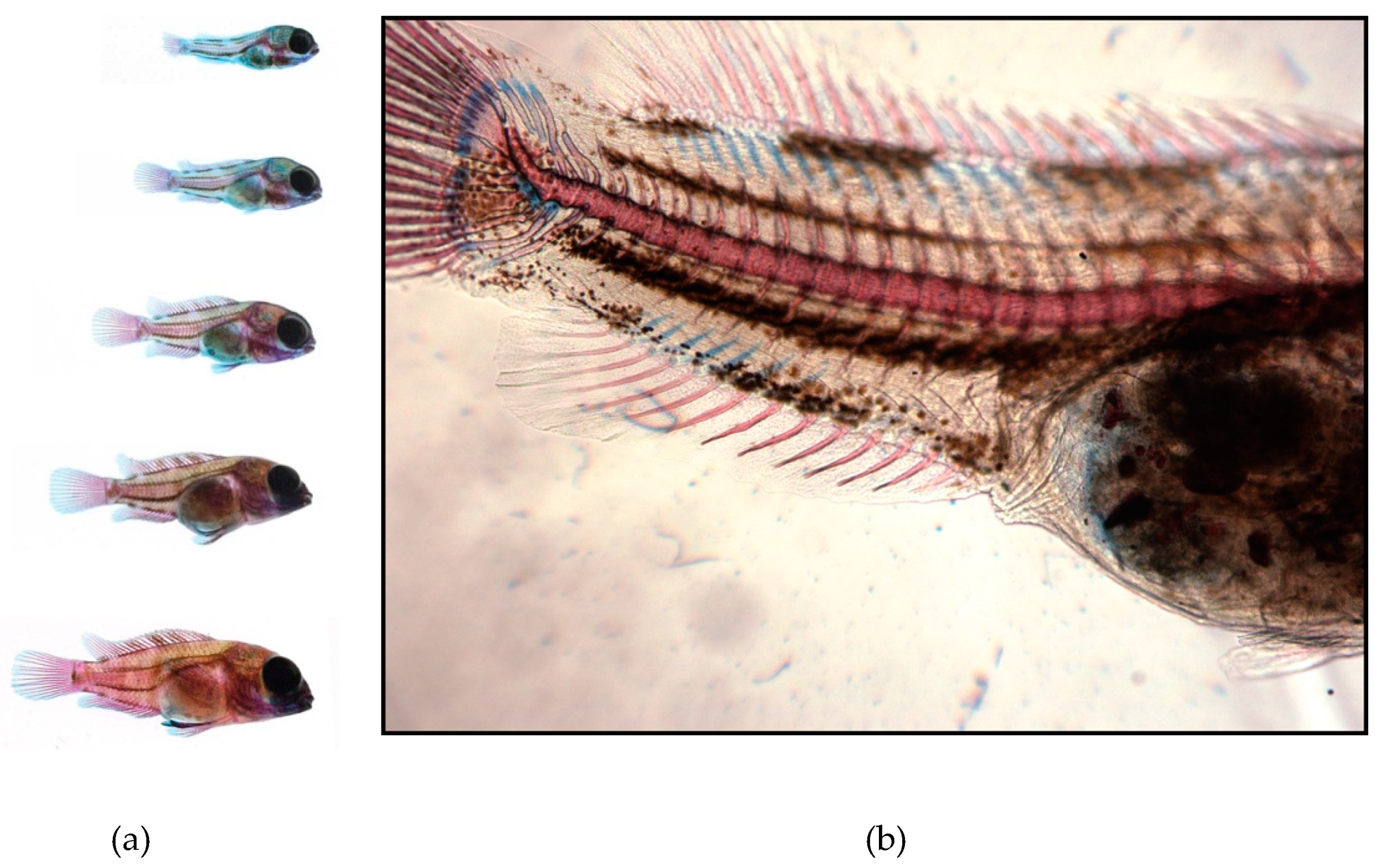 Diversity 12 00136 g011