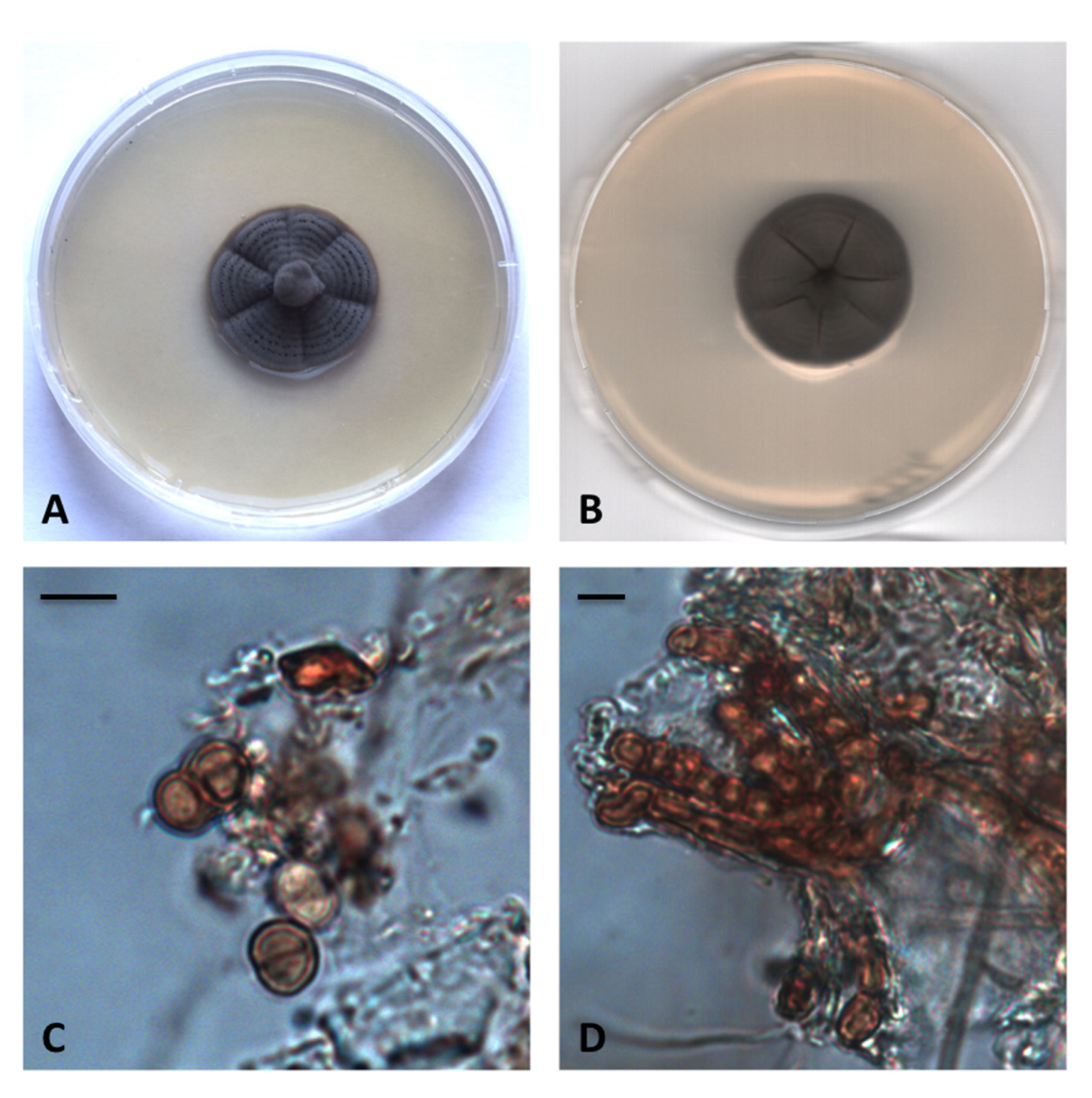 Diversity 12 00144 g002