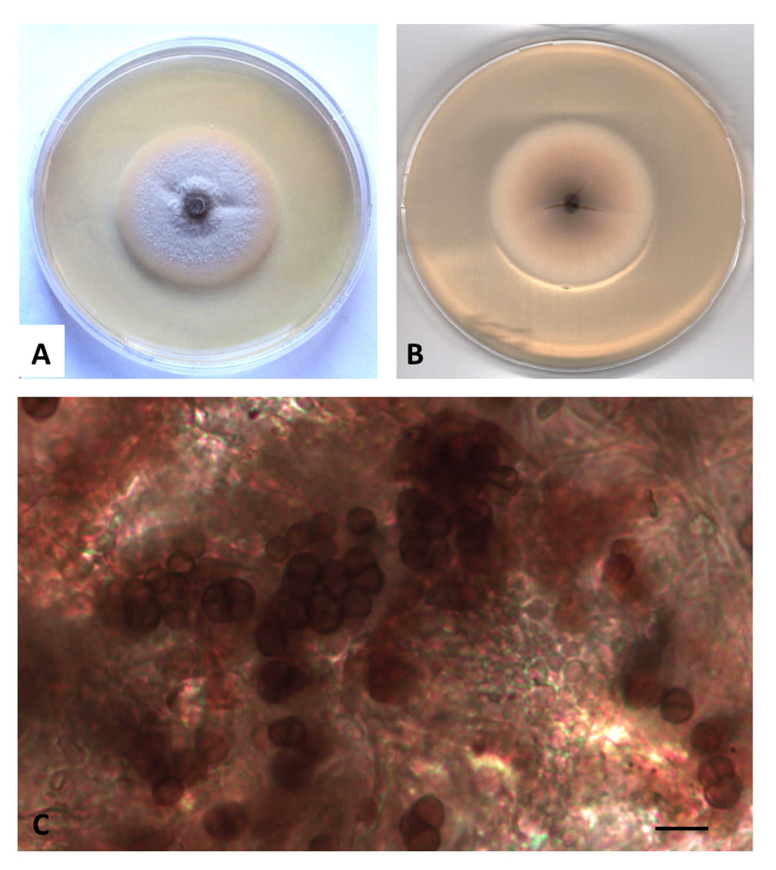 Diversity 12 00144 g004
