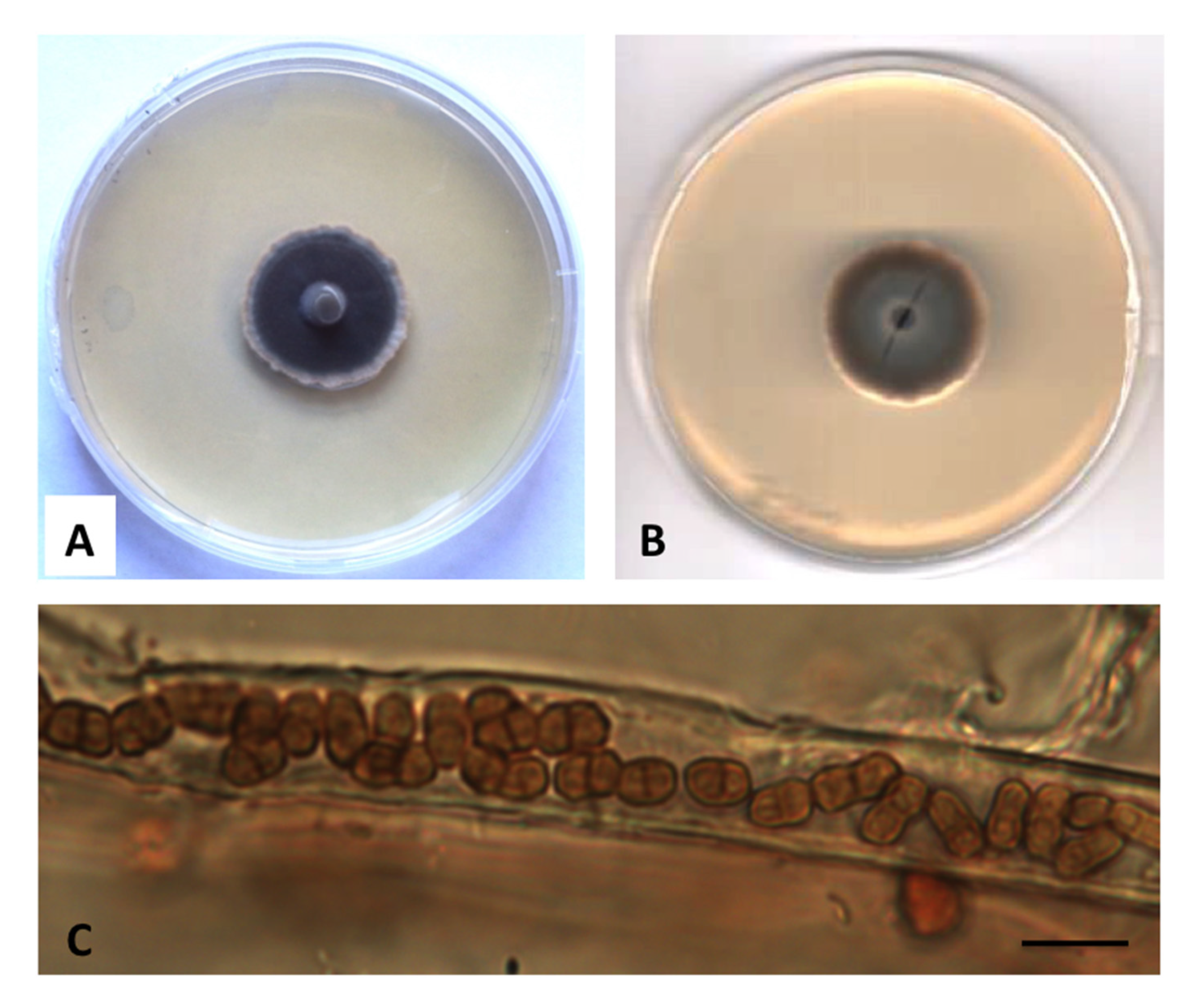 Diversity 12 00144 g005