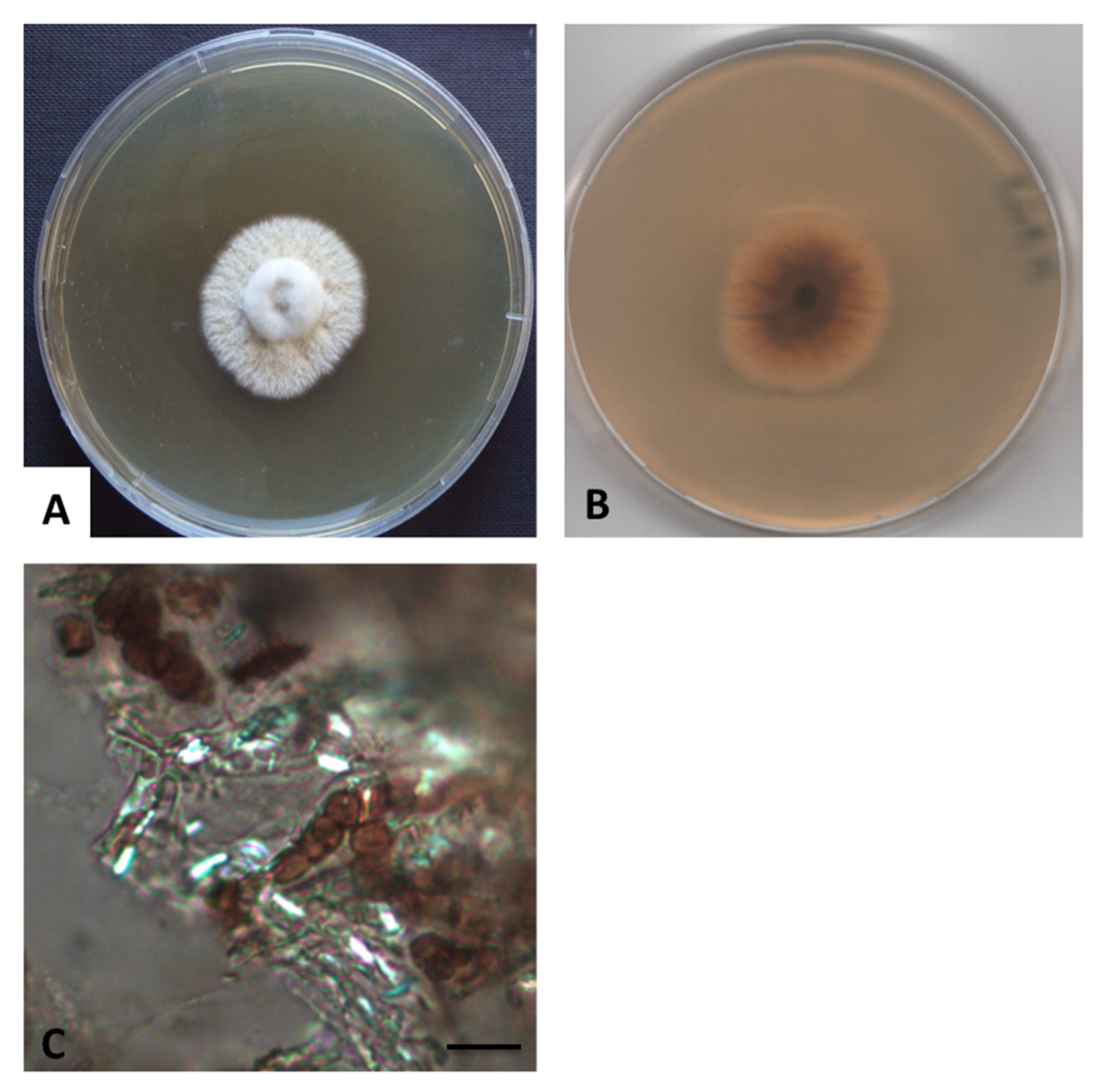 Diversity 12 00144 g006