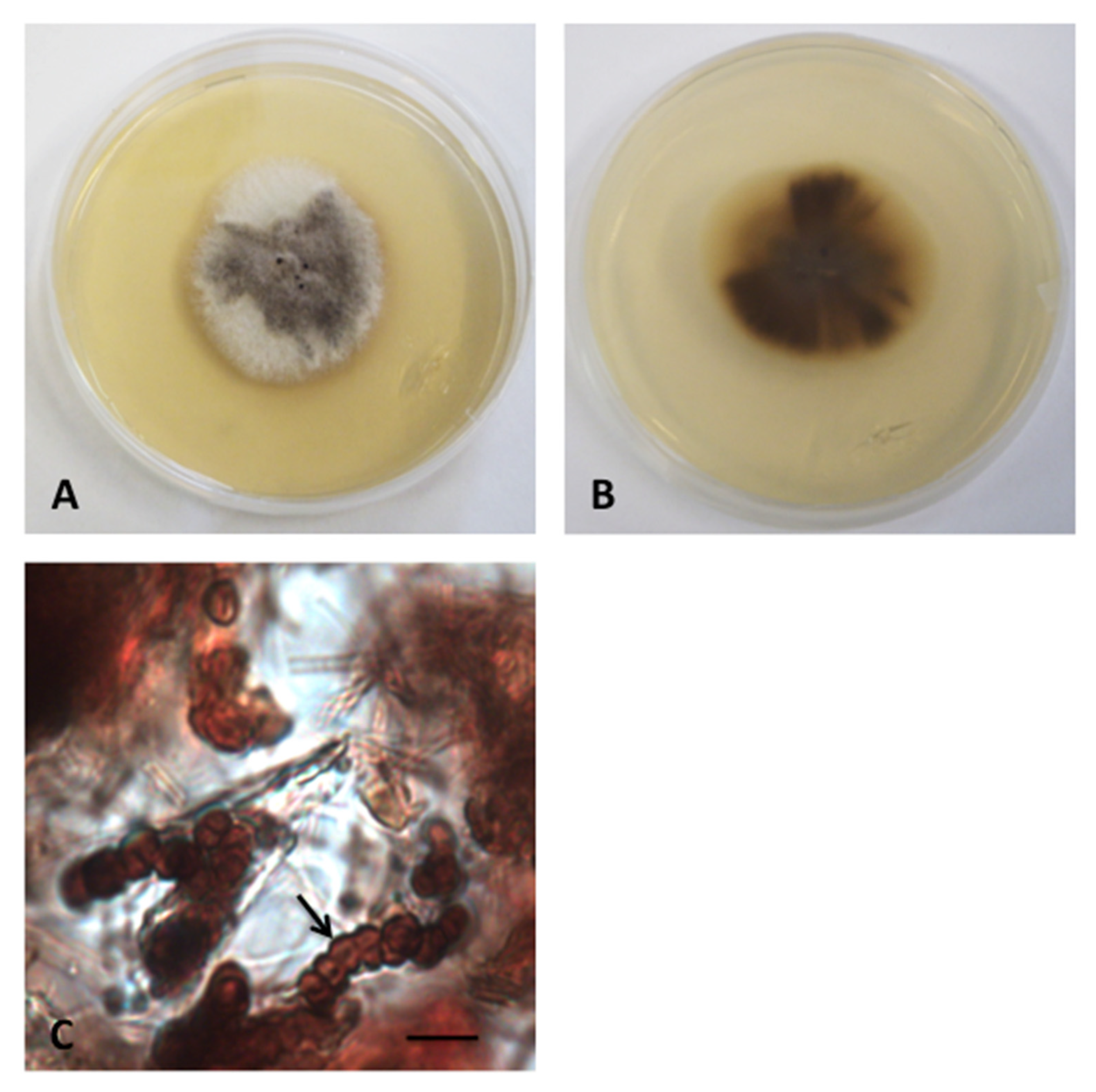 Diversity 12 00144 g007
