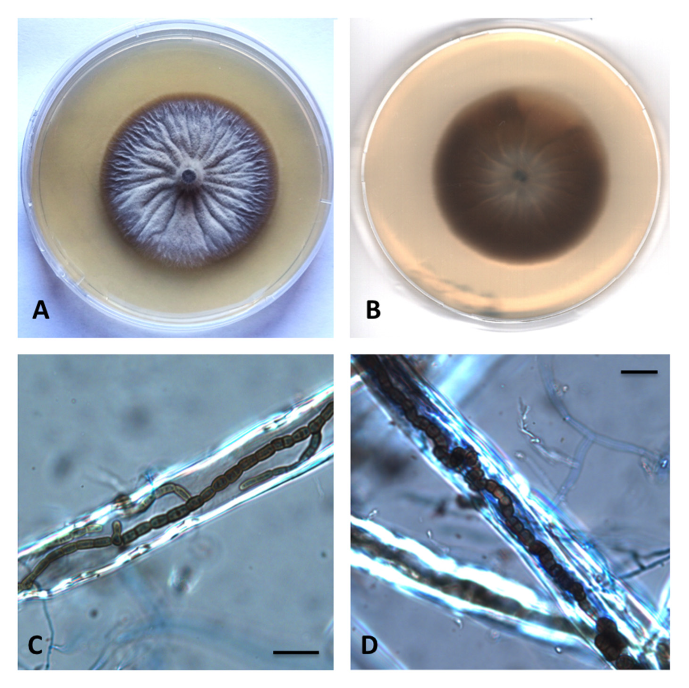 Diversity 12 00144 g008