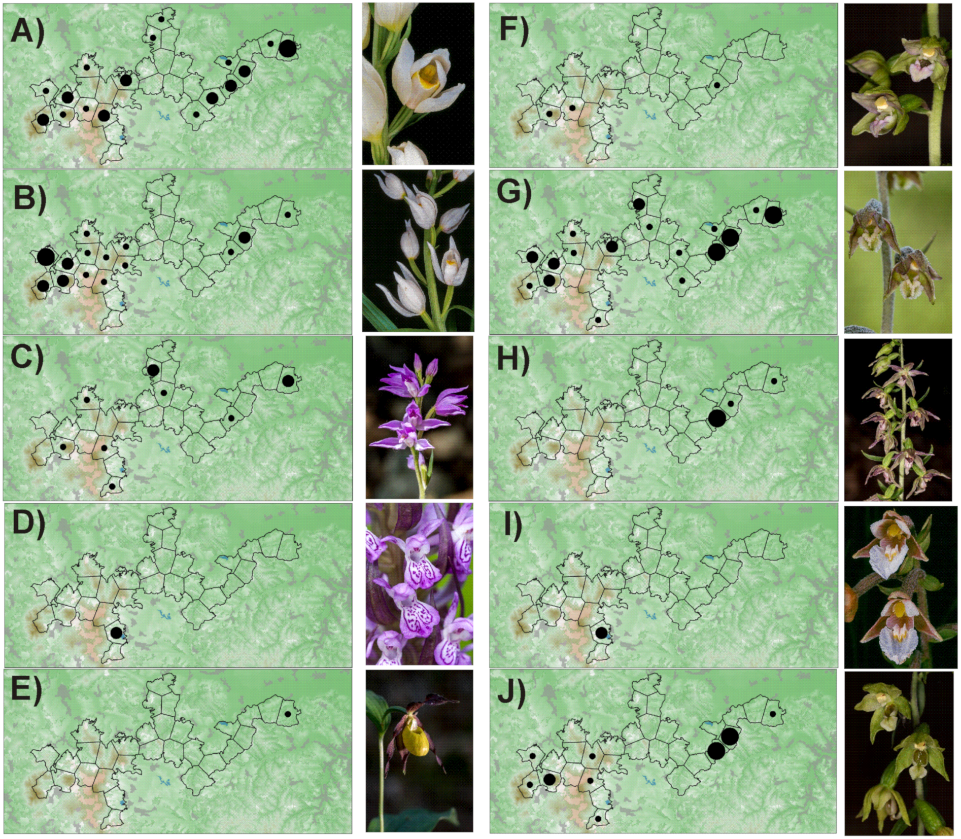 Diversity 12 00154 g0a1a Diversity 12 00154 g0a1a