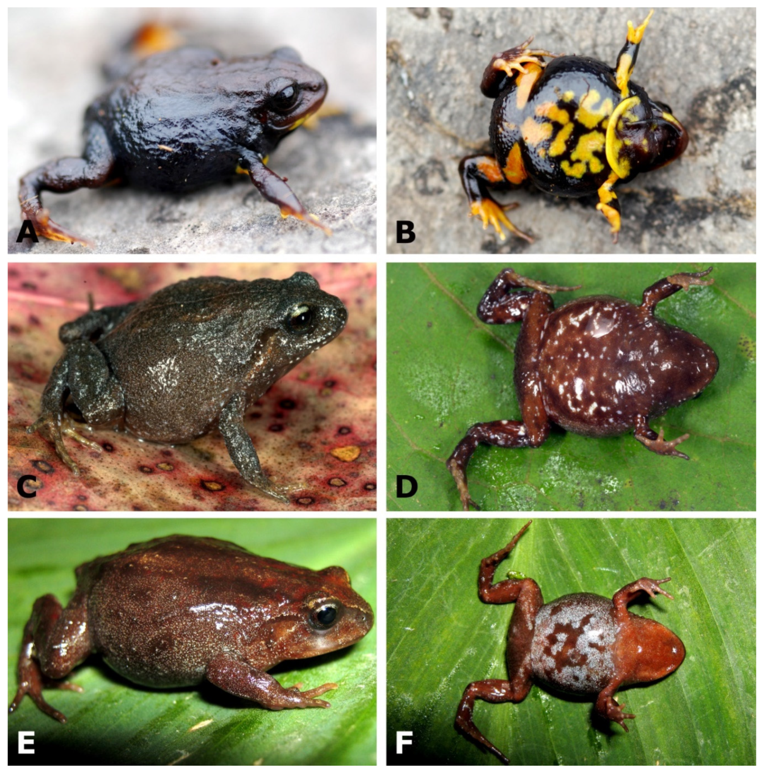 Diversity 12 00184 g001