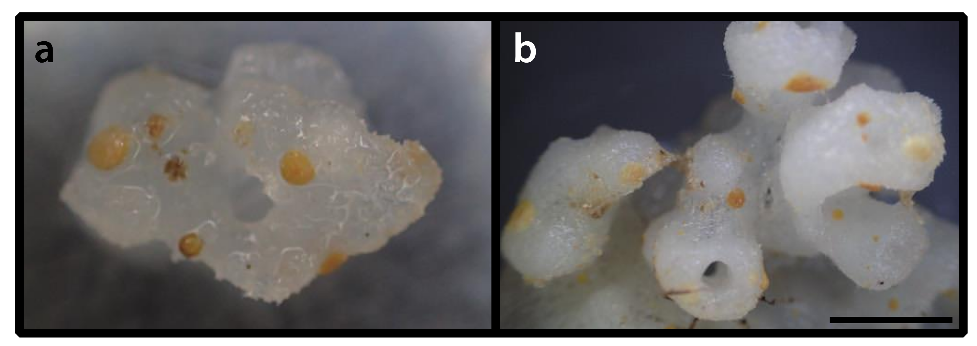 Diversity 12 00190 g002