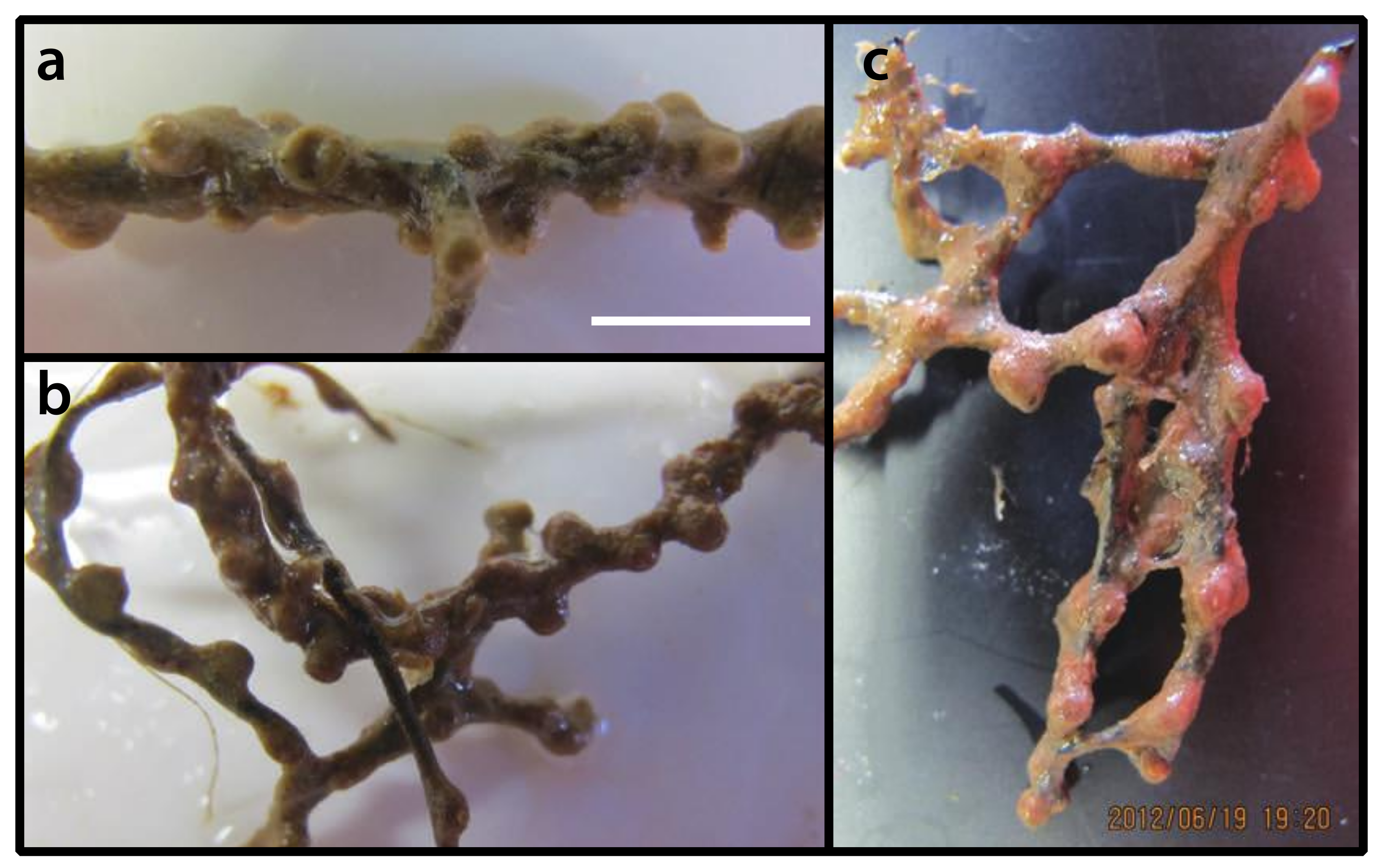 Diversity 12 00190 g003