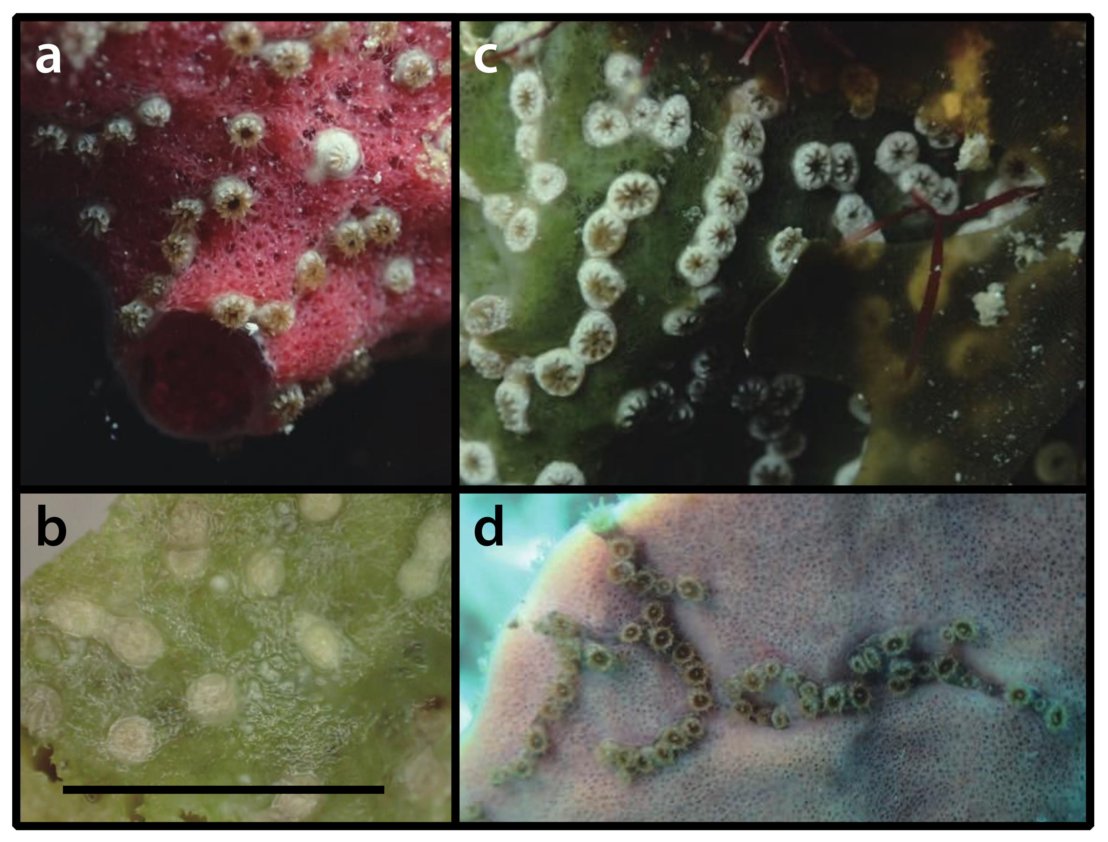 Diversity 12 00190 g004