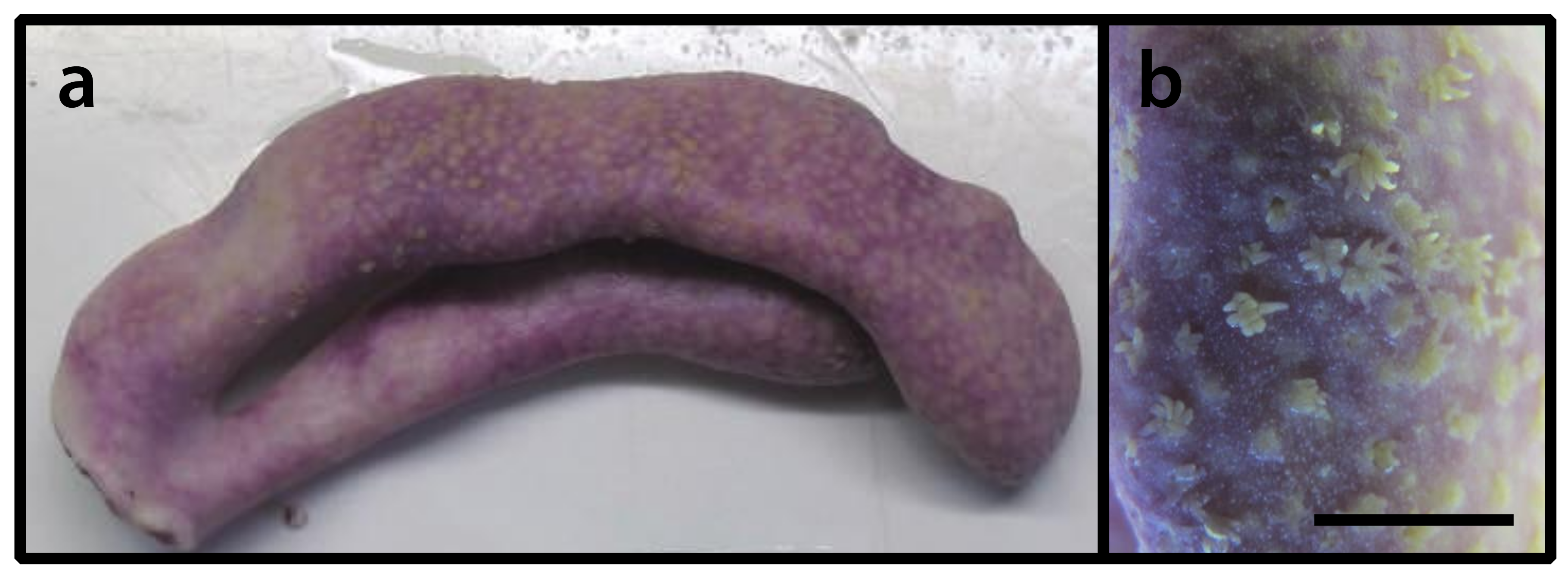 Diversity 12 00190 g005