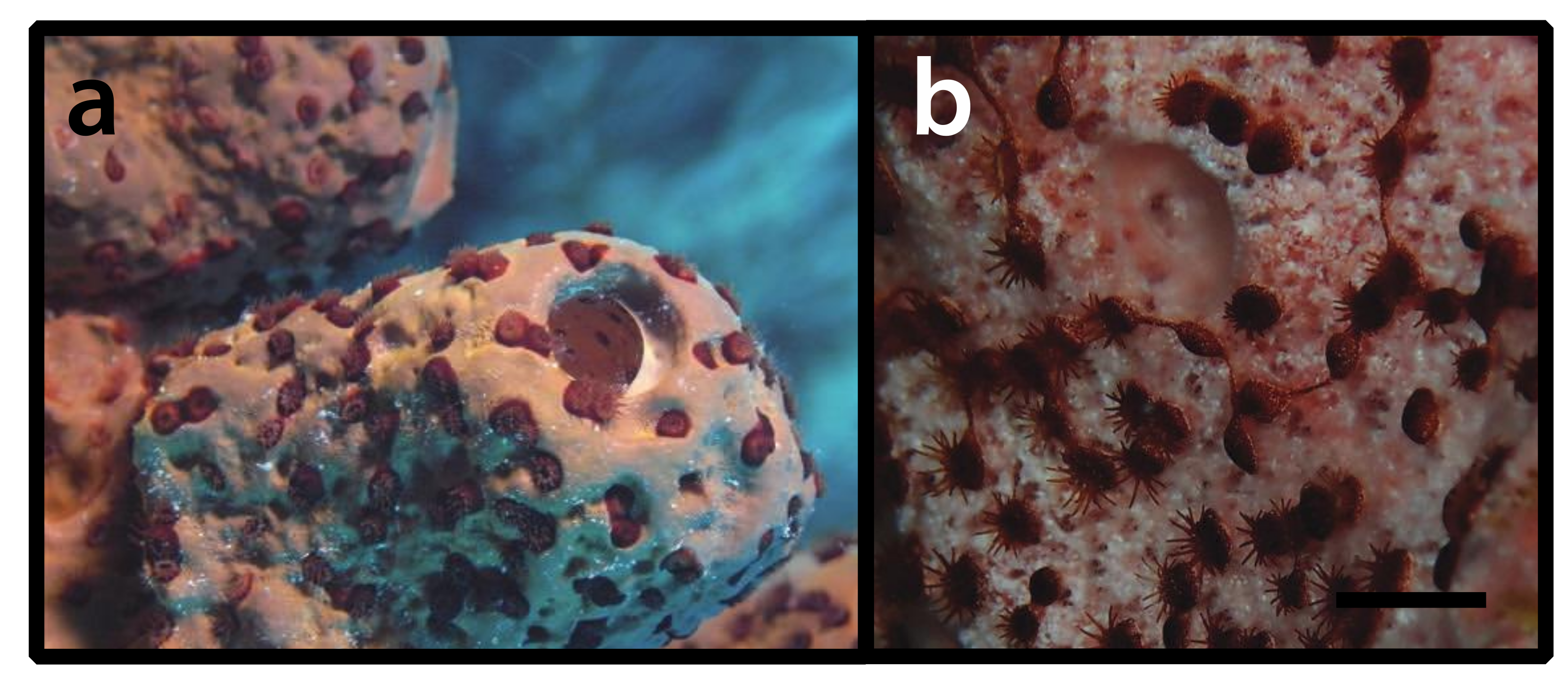 Diversity 12 00190 g006