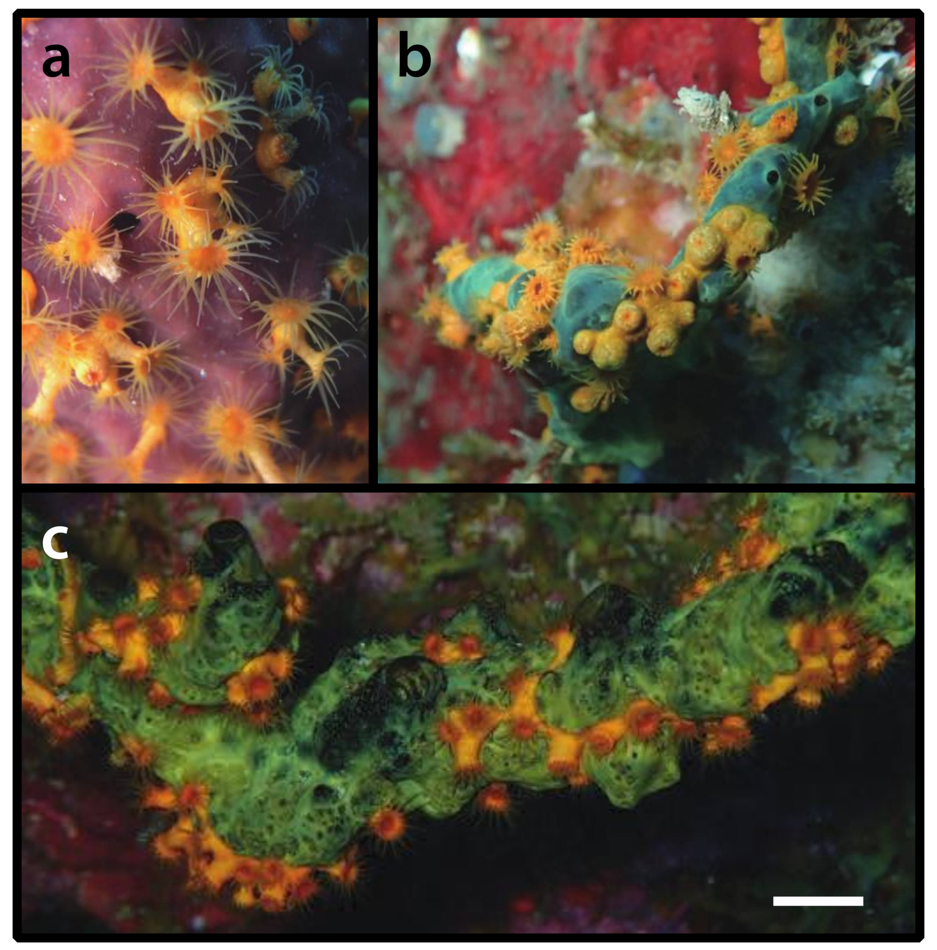 Diversity 12 00190 g007