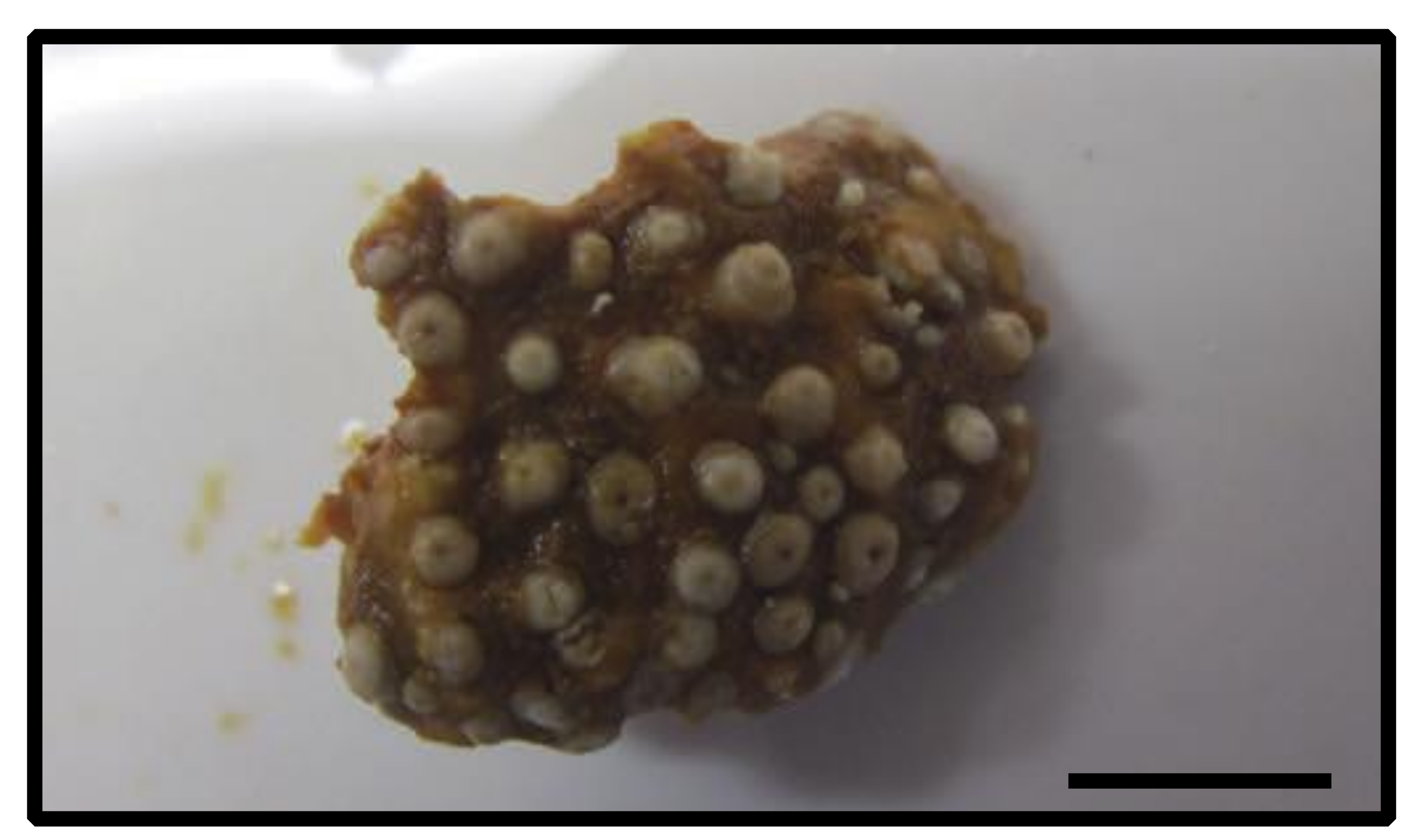 Diversity 12 00190 g008