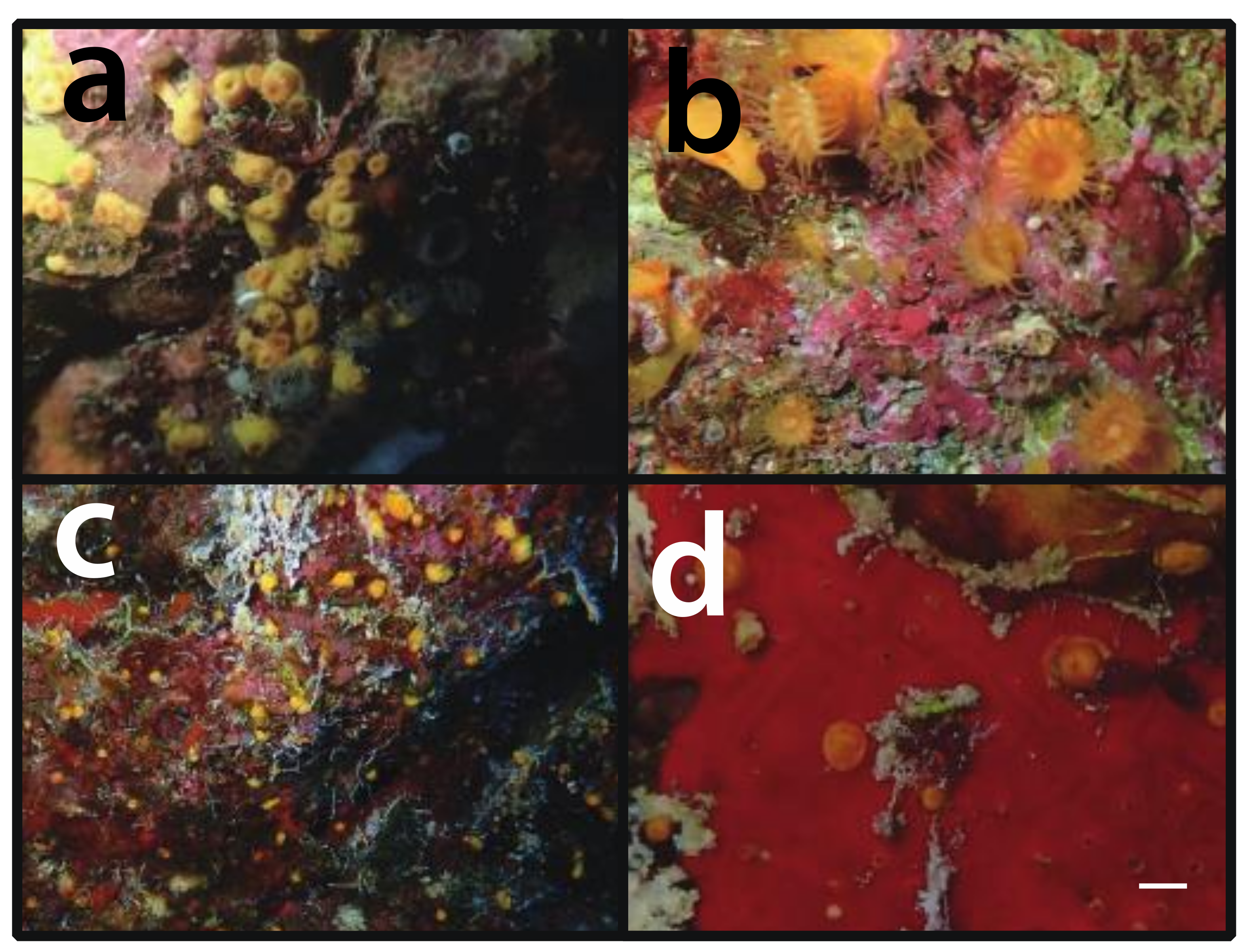 Diversity 12 00190 g009