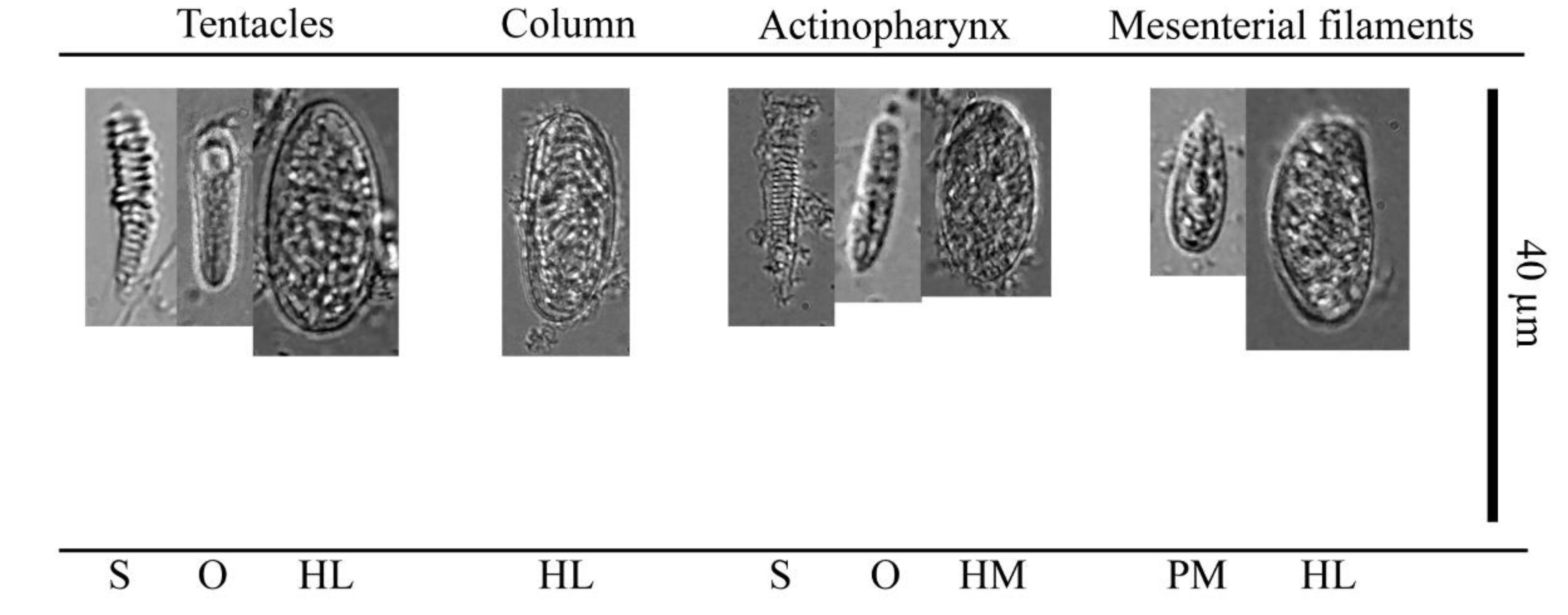 Diversity 12 00190 g010