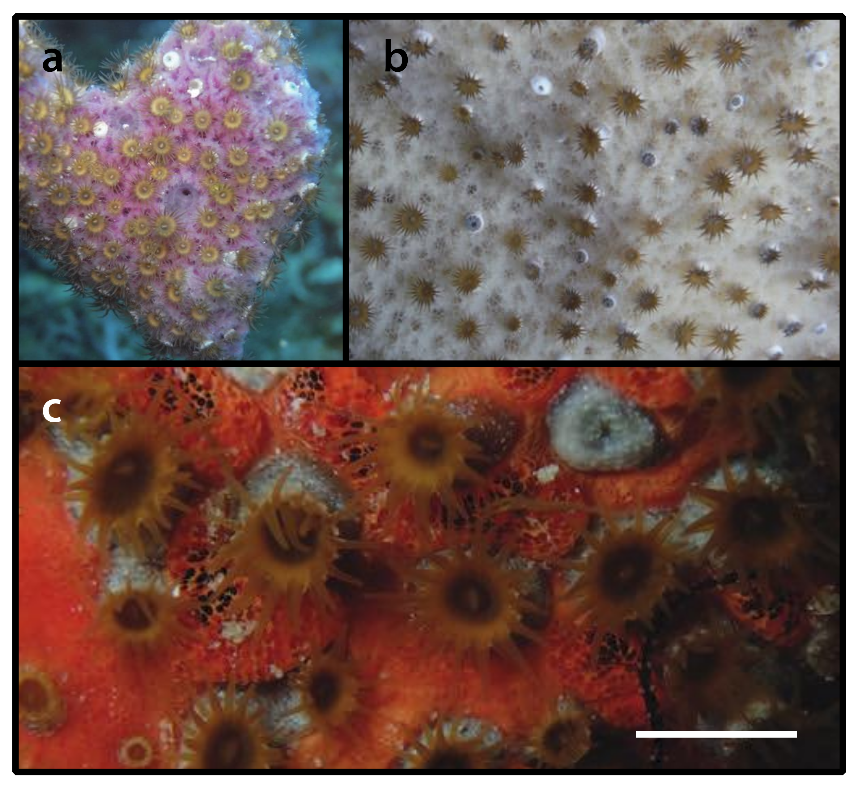 Diversity 12 00190 g012