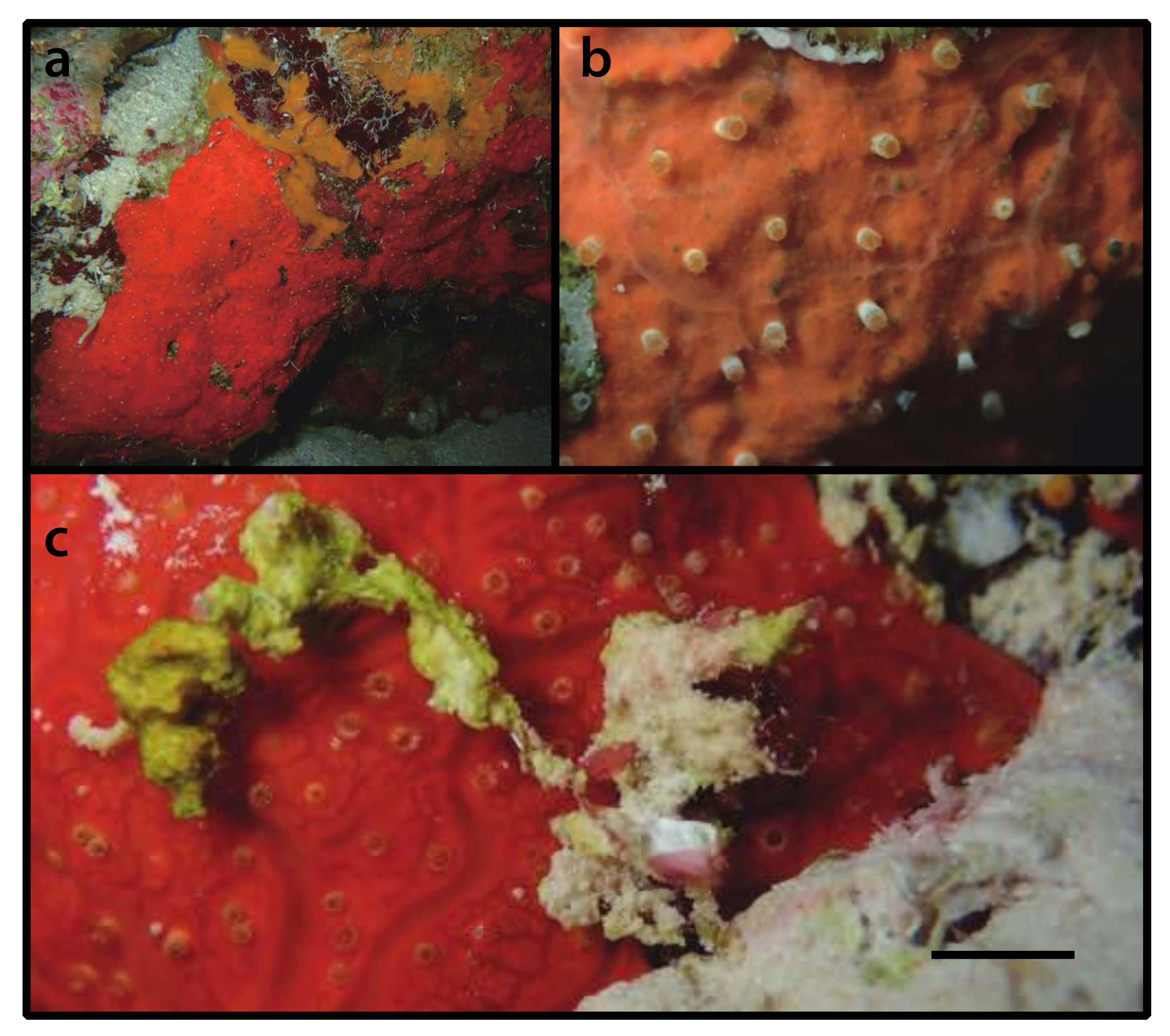 Diversity 12 00190 g013