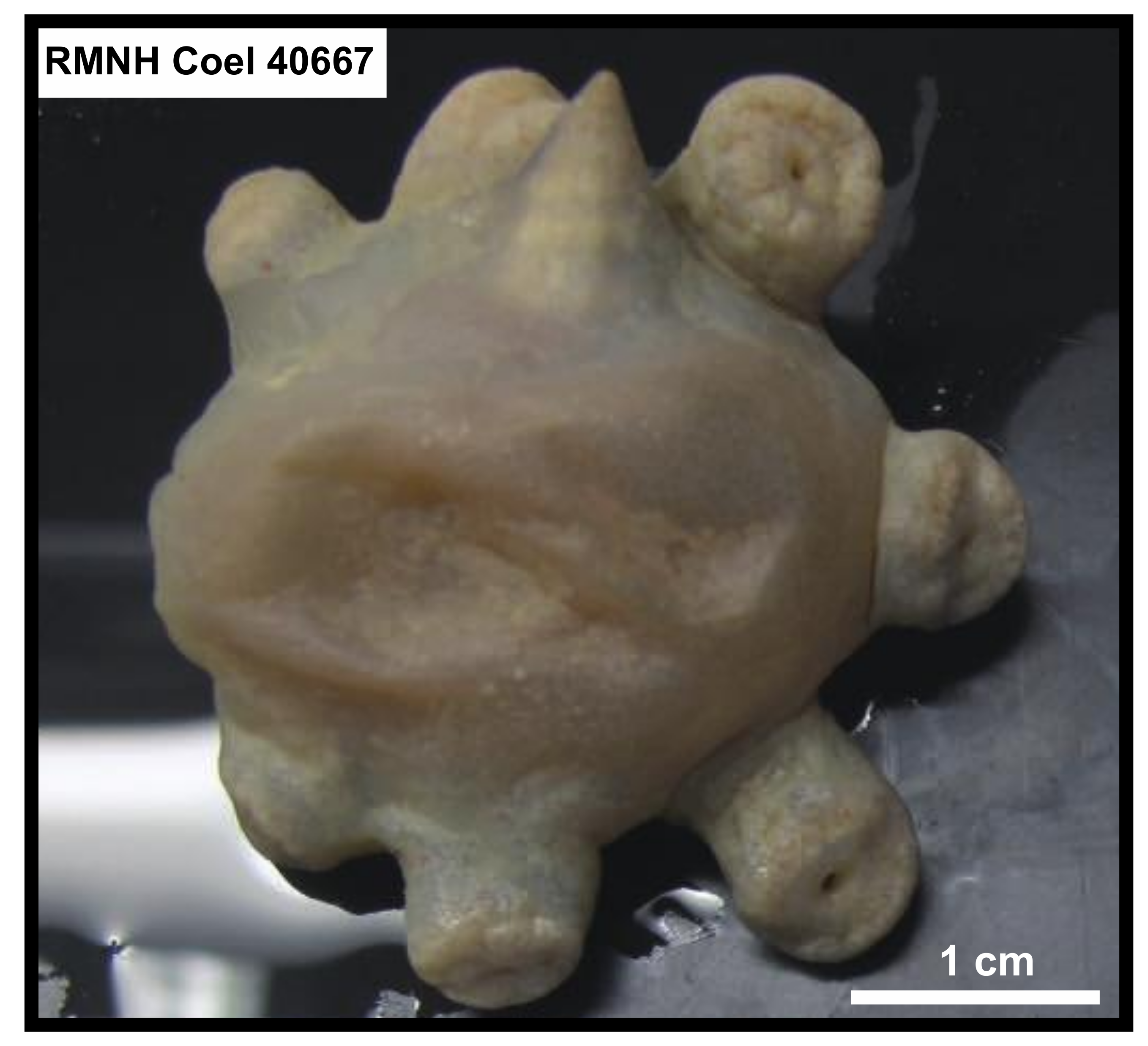 Diversity 12 00190 g014