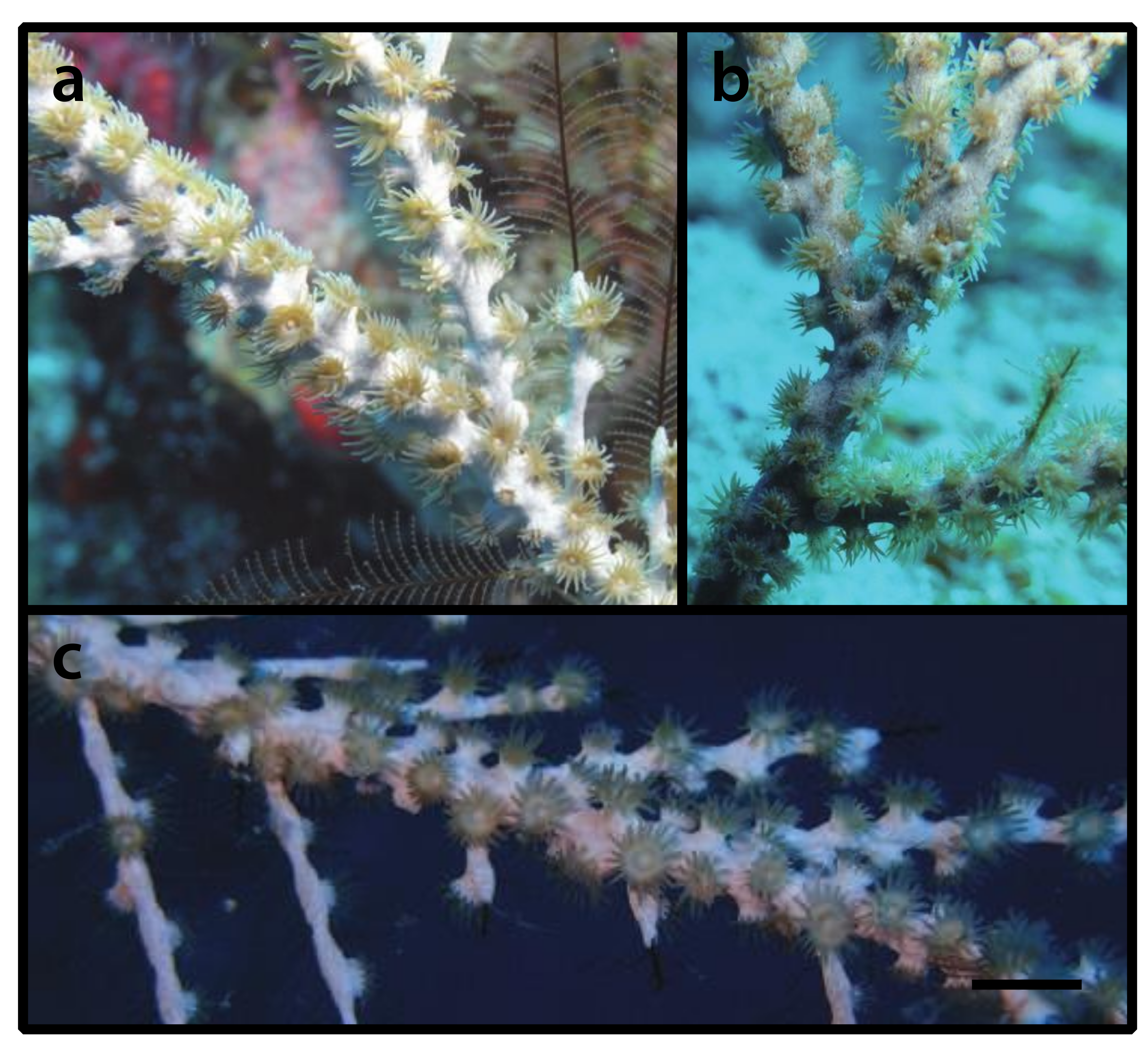 Diversity 12 00190 g016