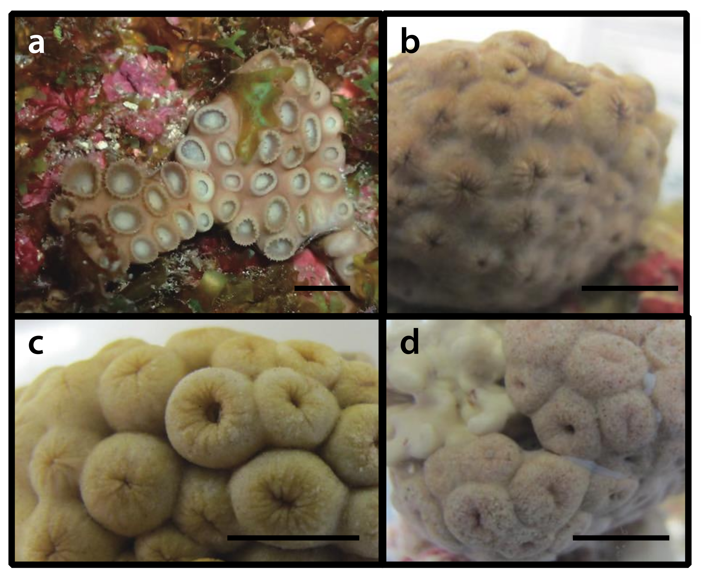 Diversity 12 00190 g017