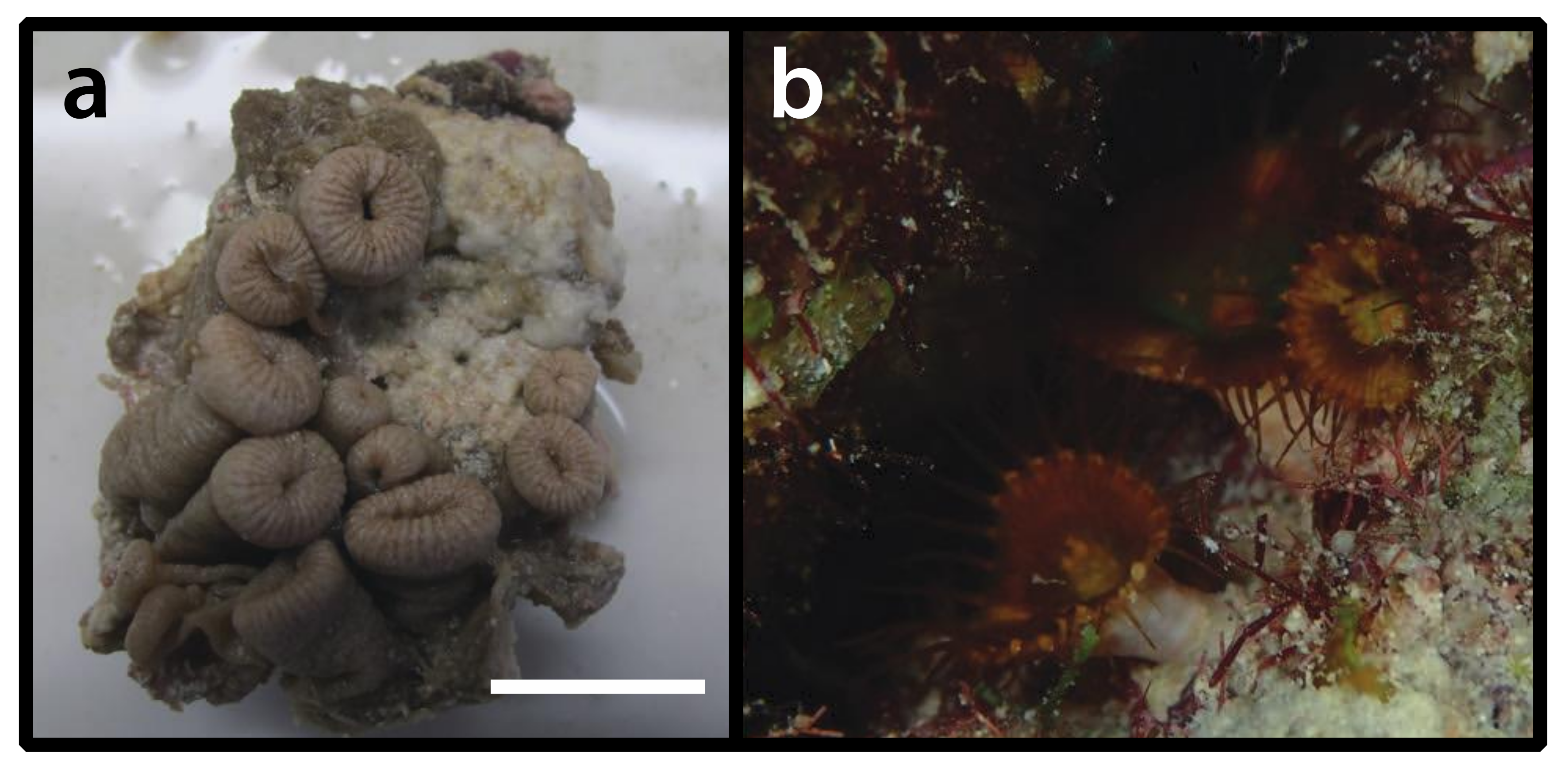 Diversity 12 00190 g018