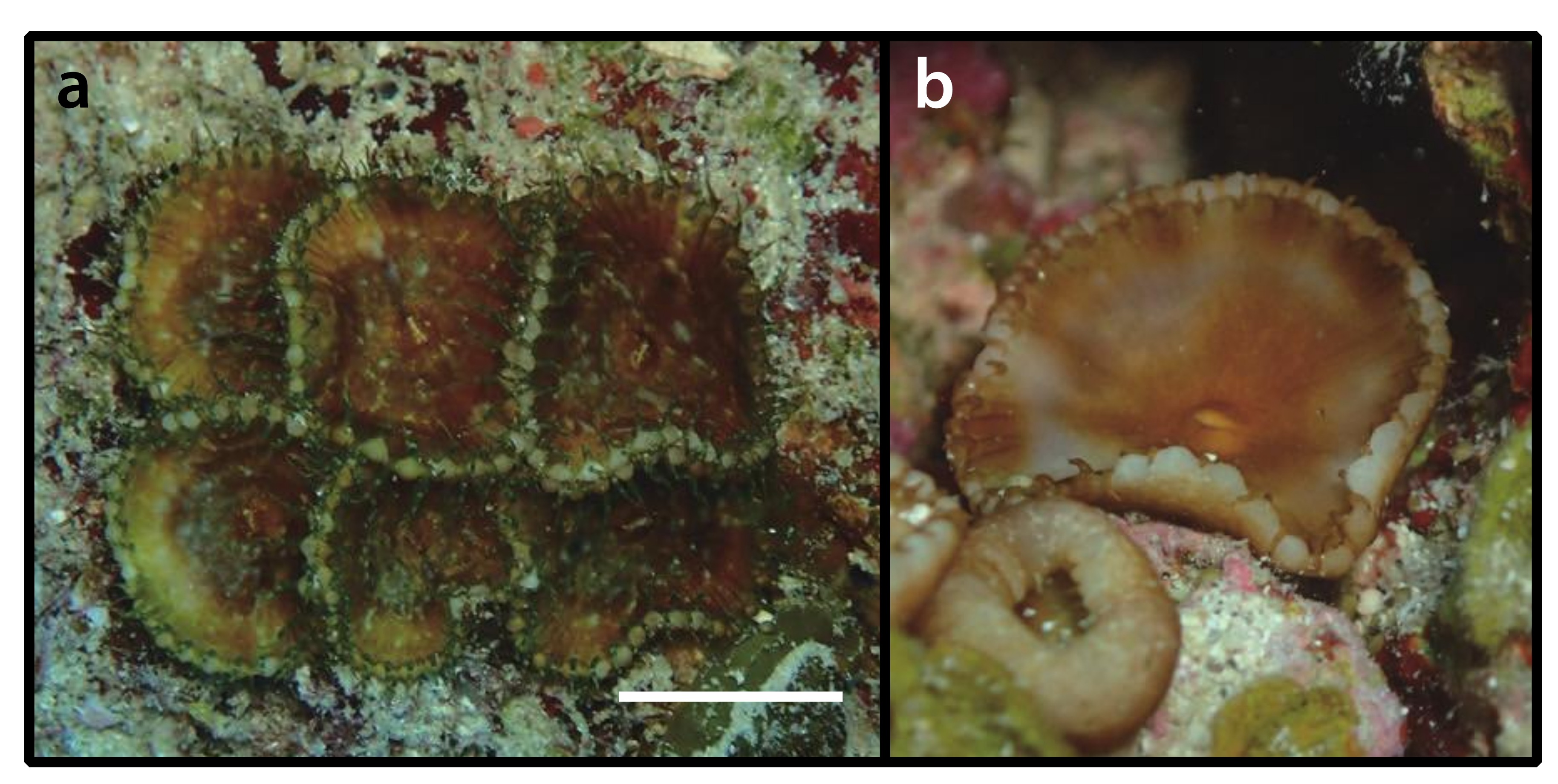 Diversity 12 00190 g019