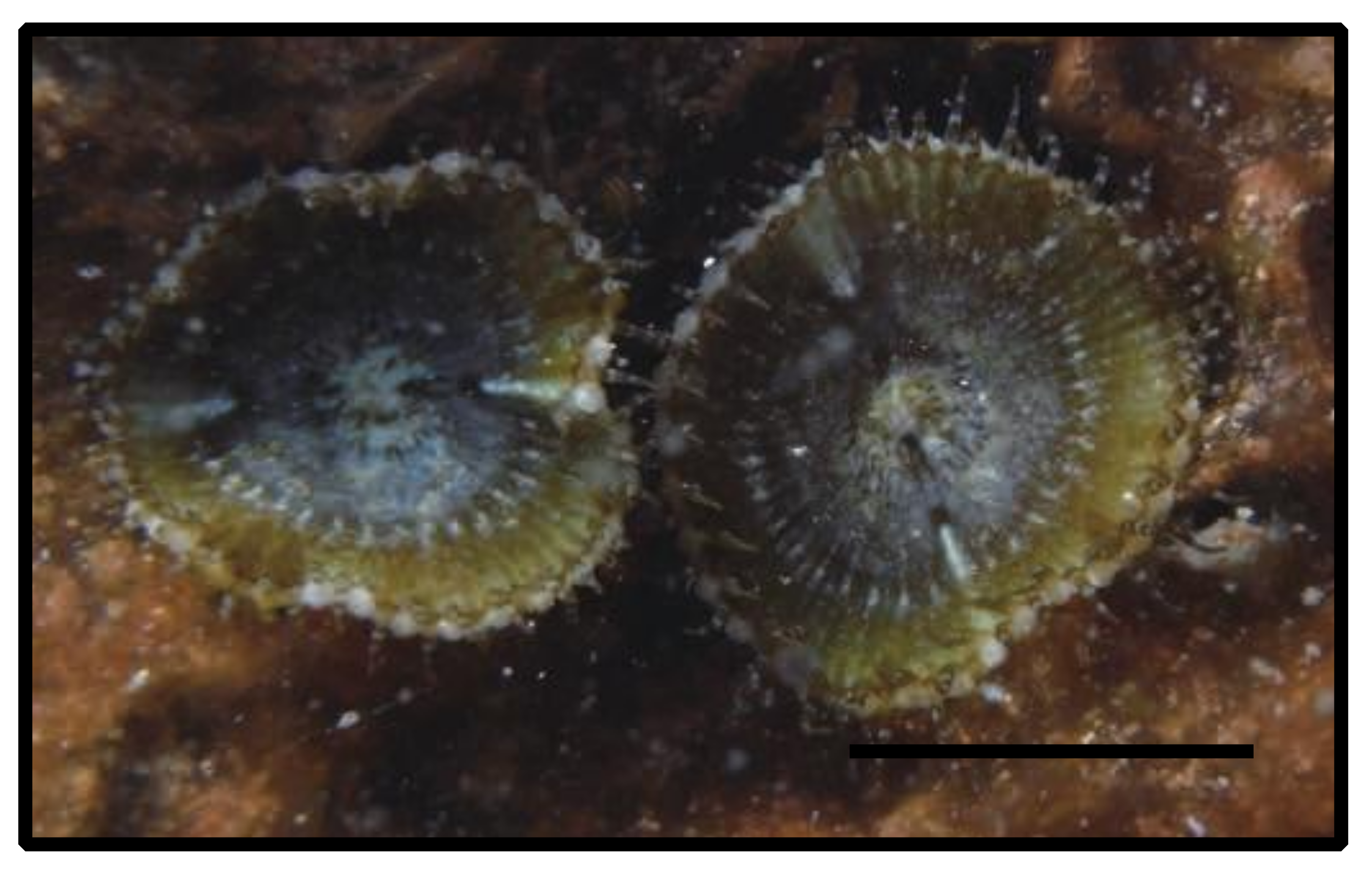 Diversity 12 00190 g020