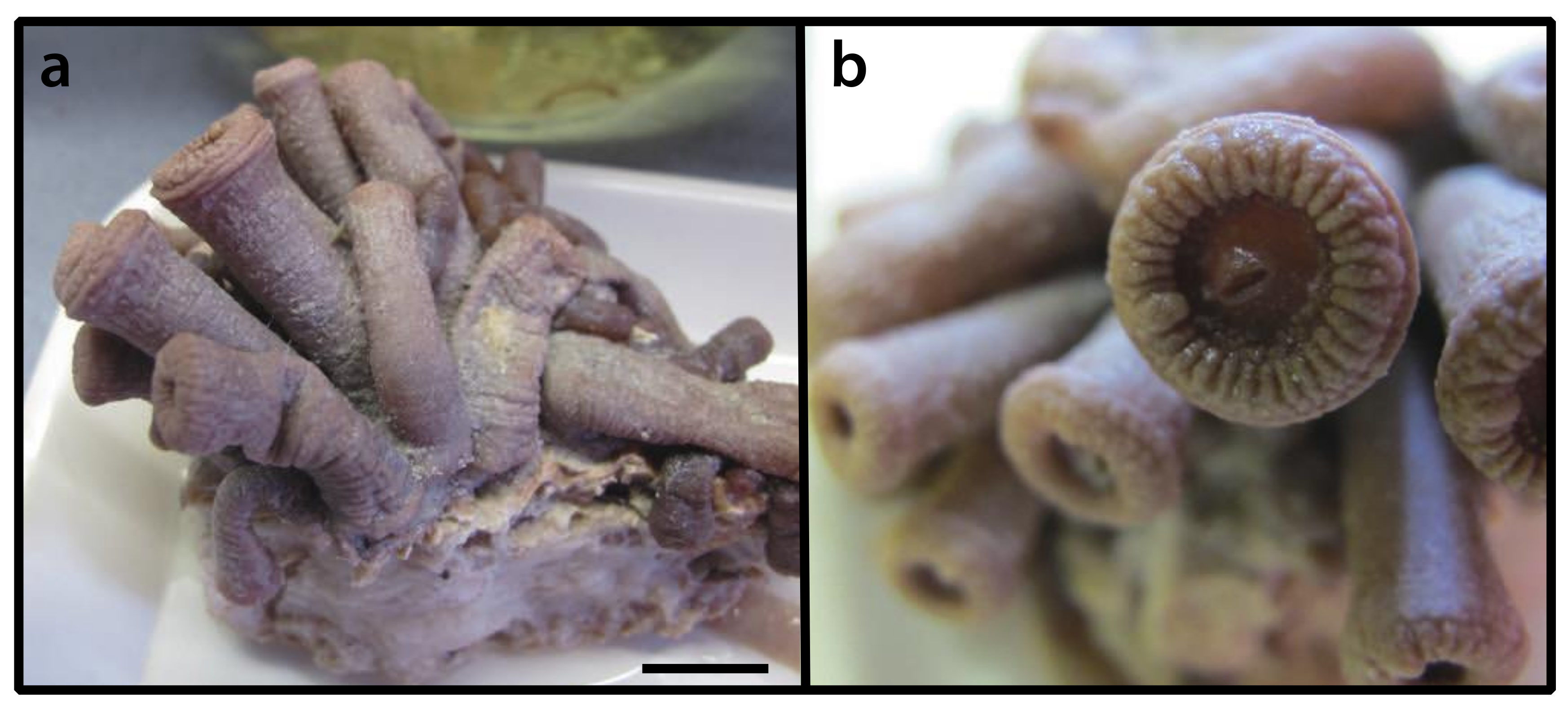 Diversity 12 00190 g021