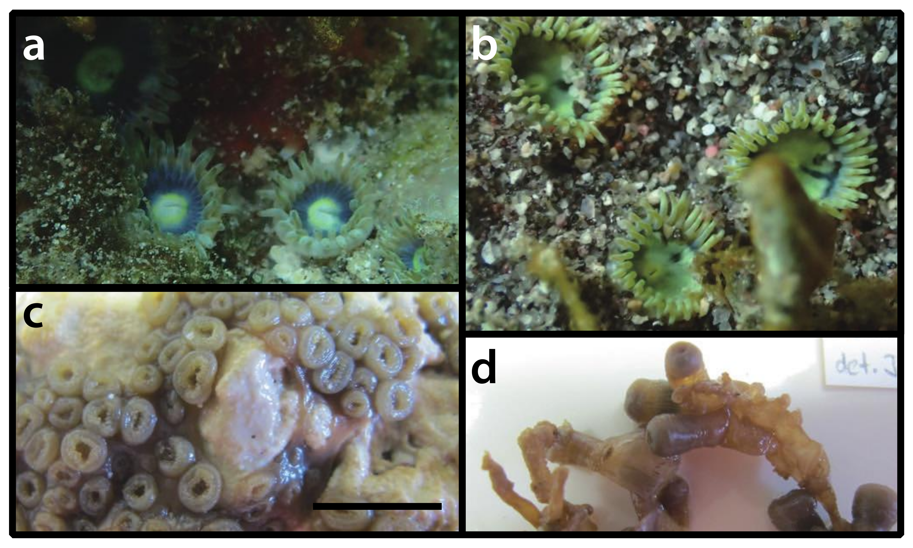 Diversity 12 00190 g023