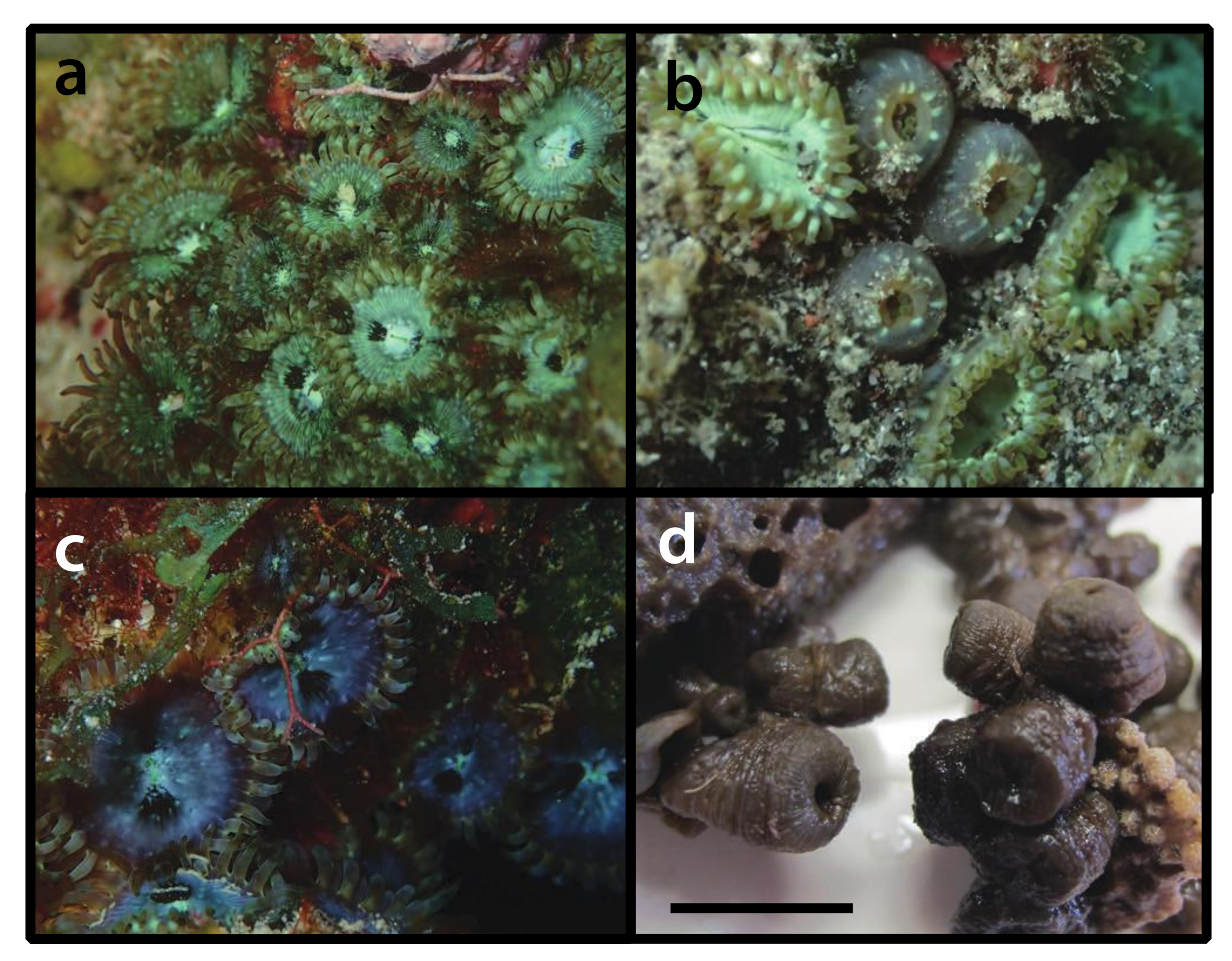 Diversity 12 00190 g024